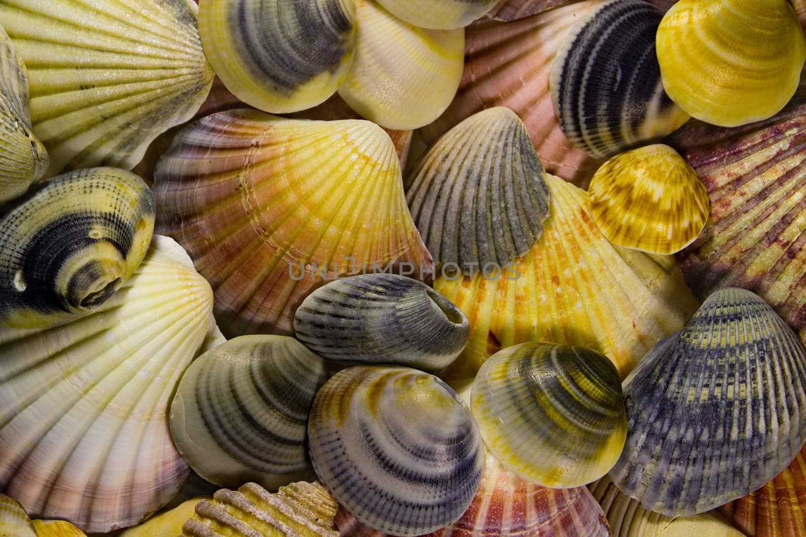 Lots of colourful shells in a mosaic