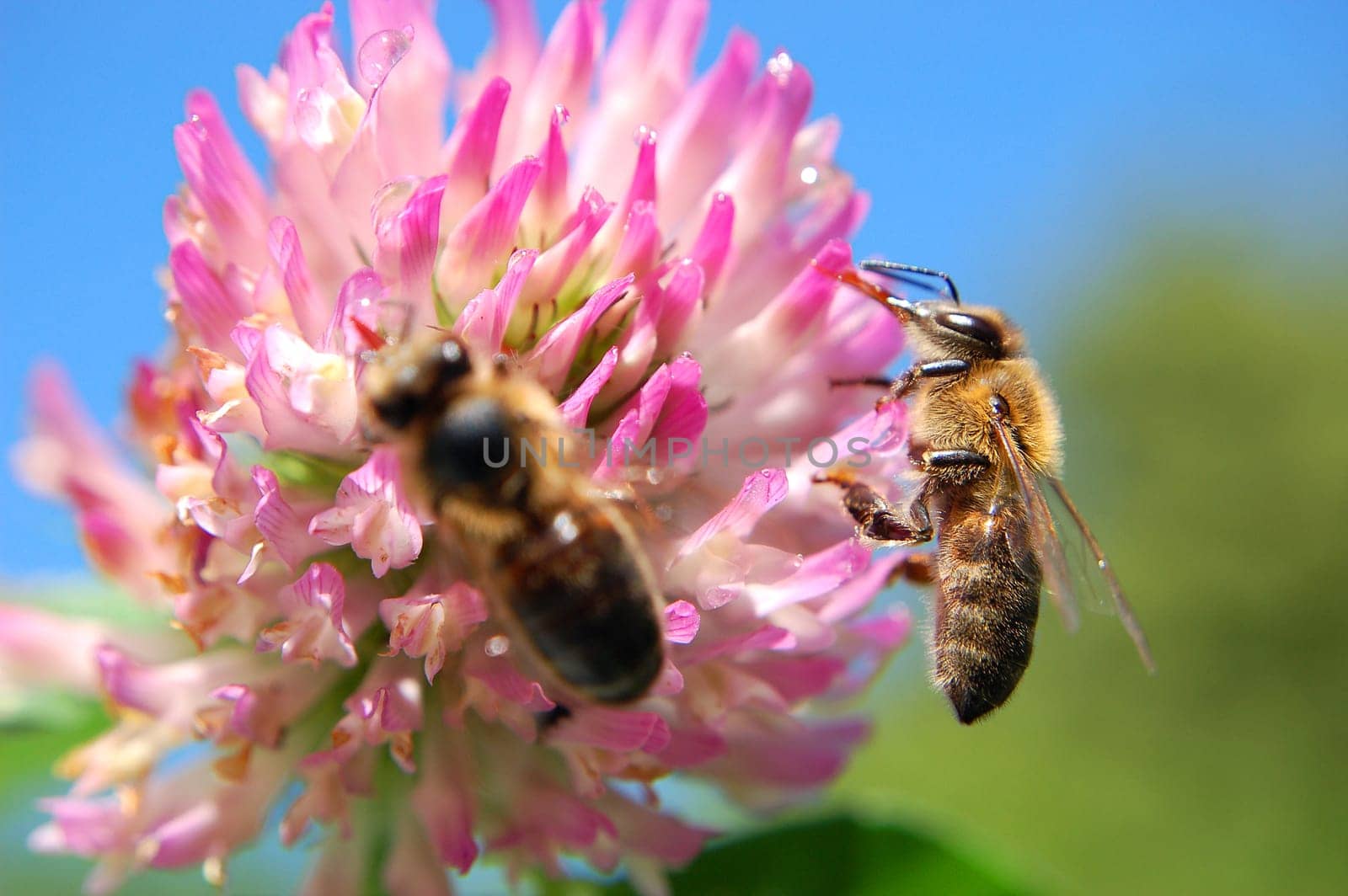 Two bees on clover flower