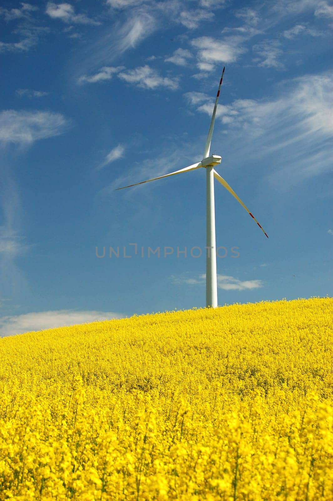 Wind turbine on field of oil rapeseed