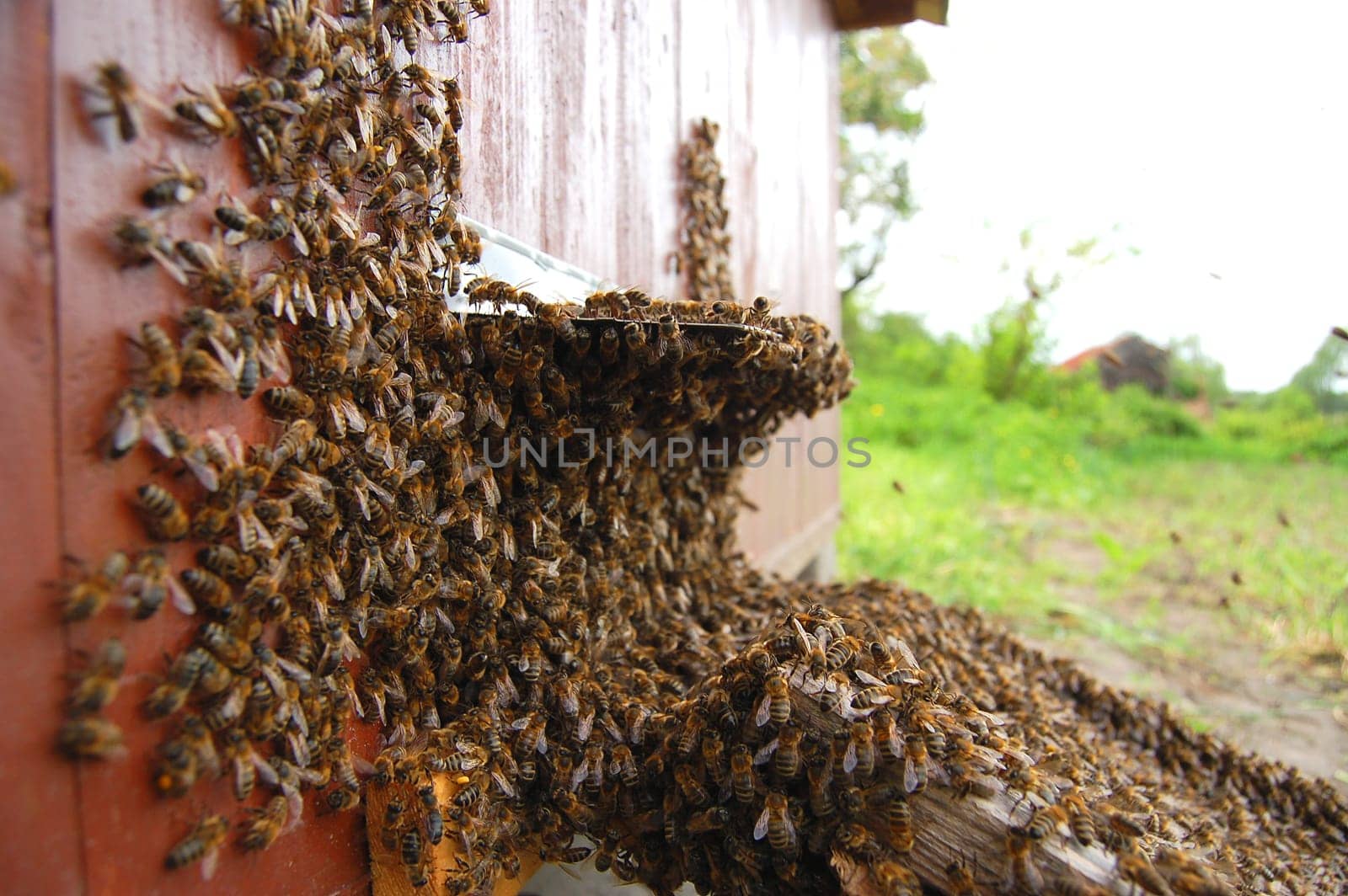 Bees at the entrance of a beehive