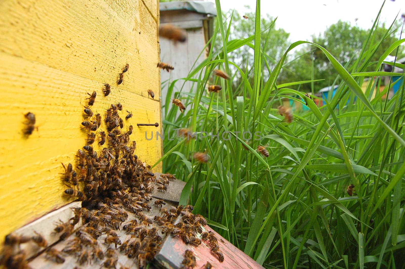 Bees at the entrance of a beehive