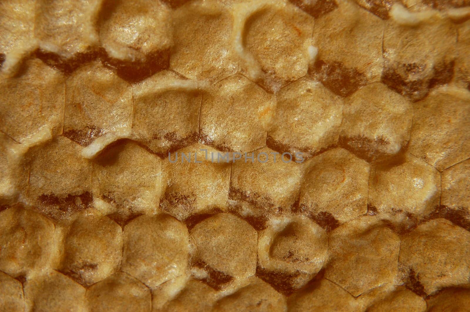 Honeycomb