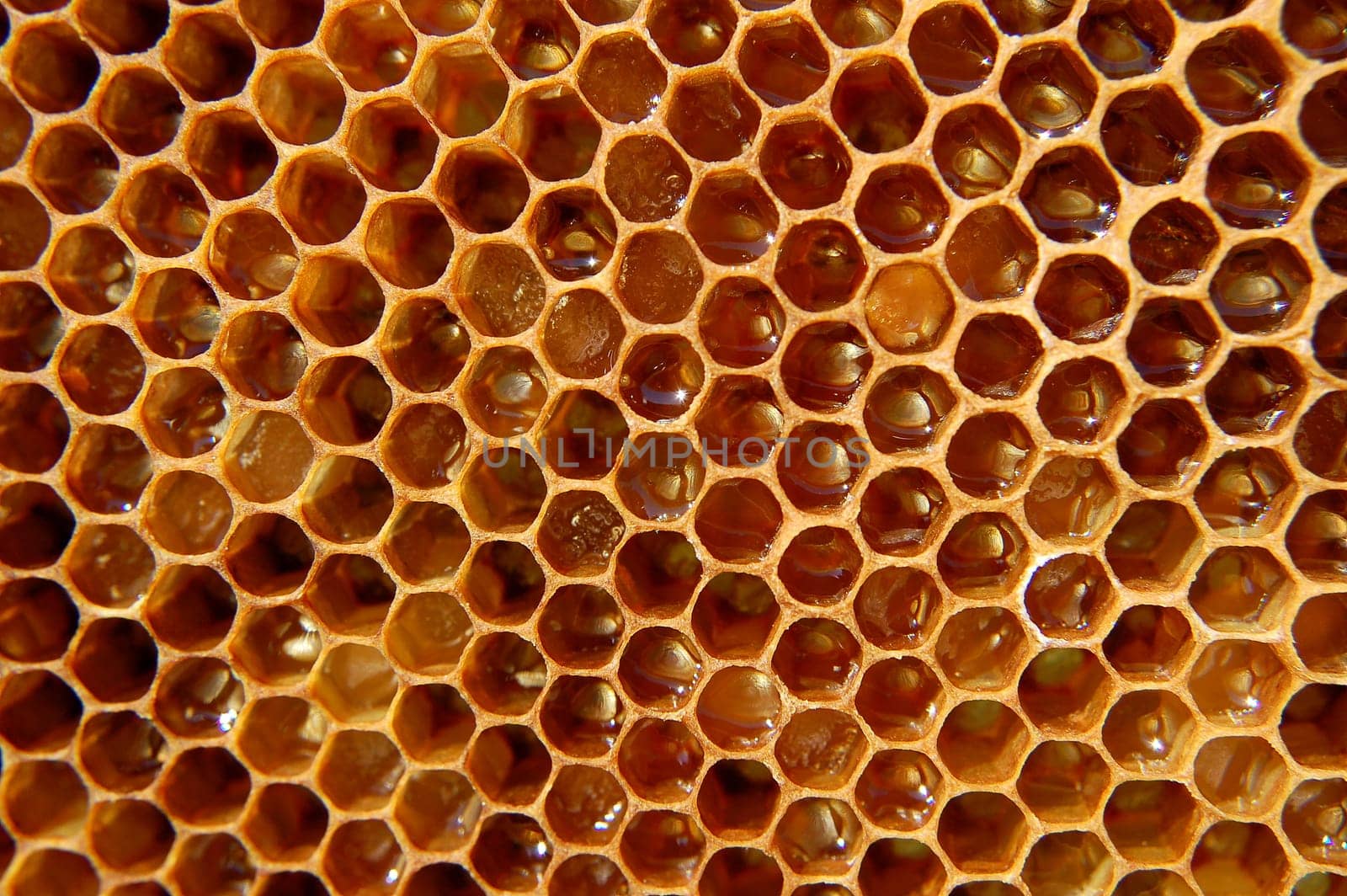 Honeycomb