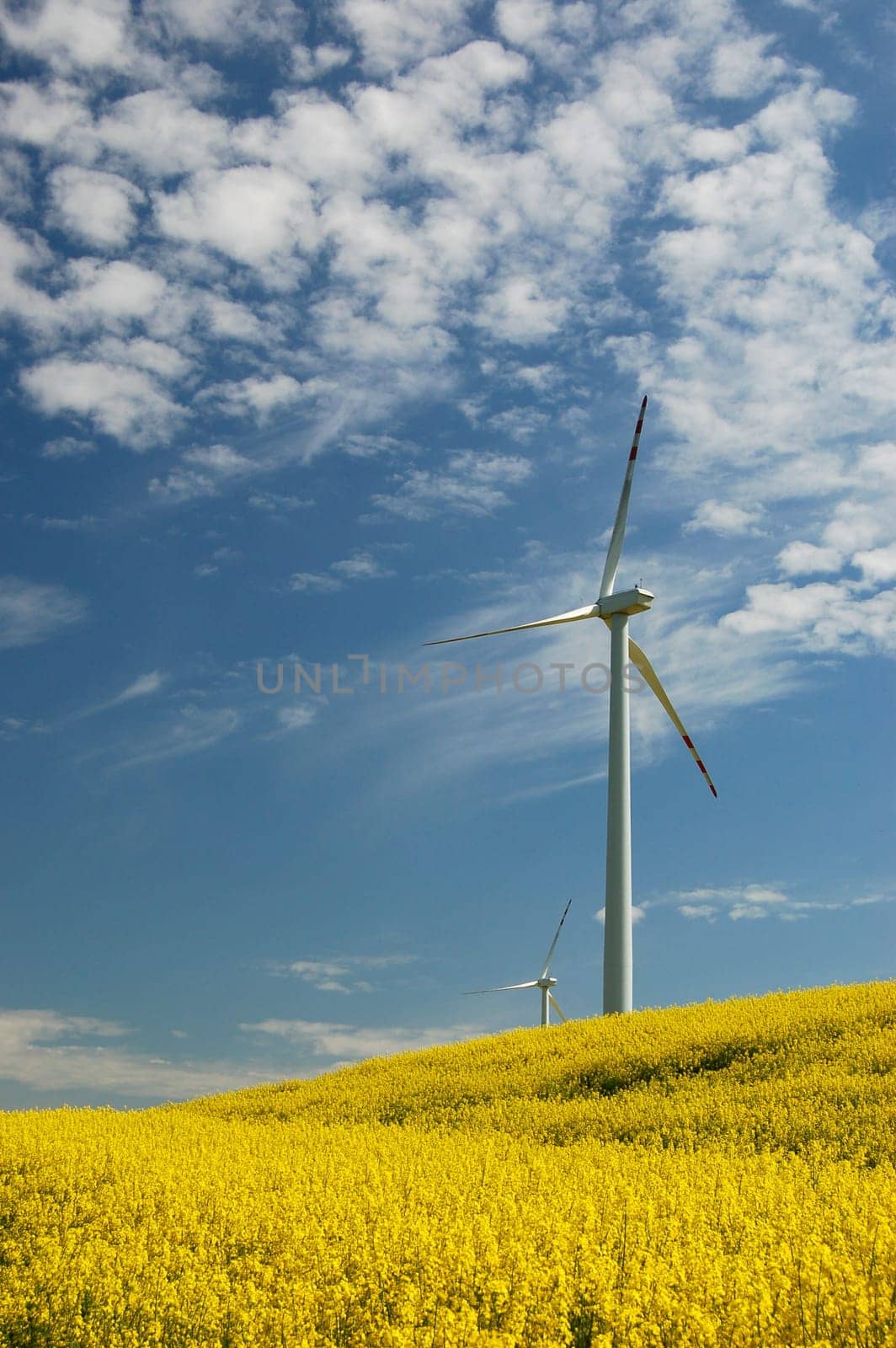 Wind turbine on field of oil rapeseed