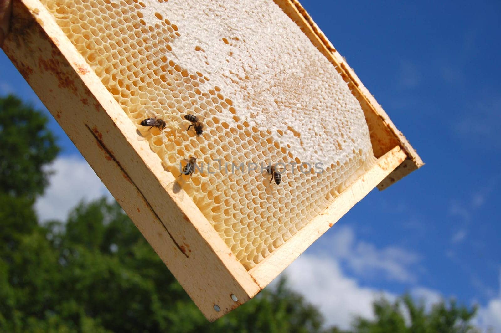 bees on honeycomb frame