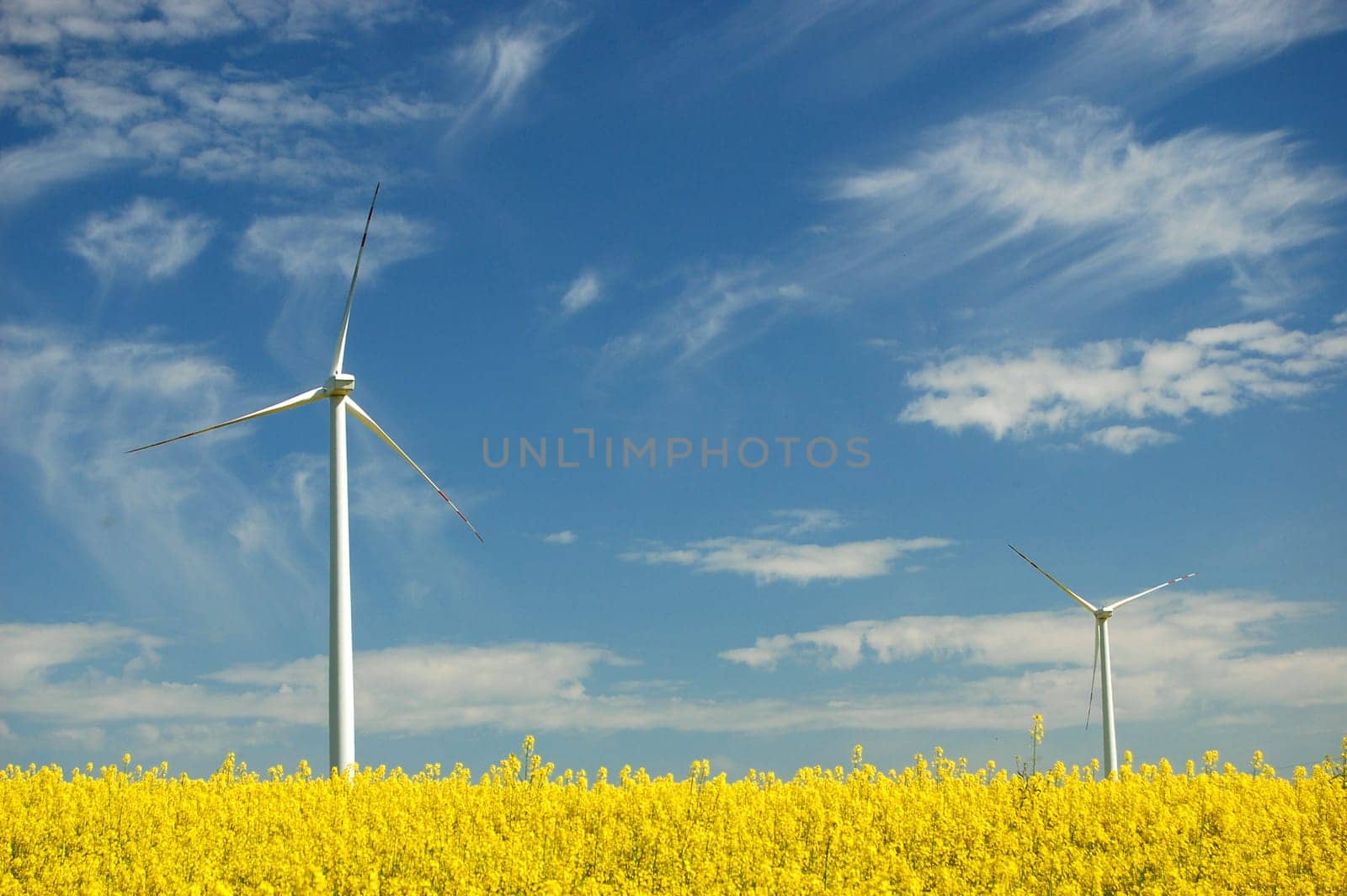 Wind turbine on field of oil rapeseed