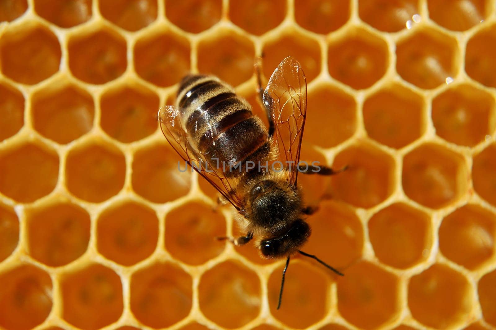 Bee on honeycomb