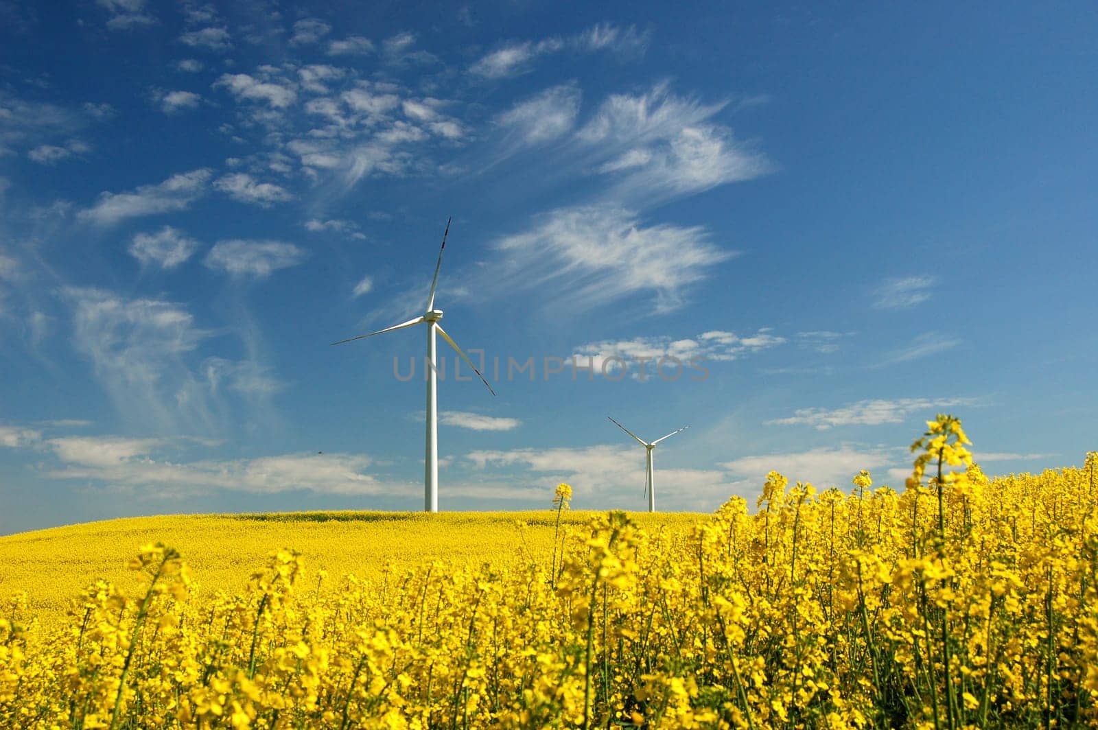 Wind turbine on field of oil rapeseed
