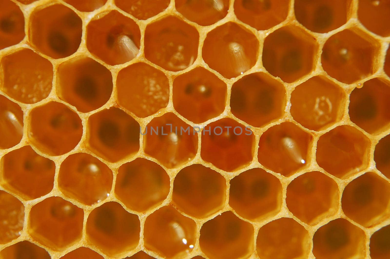 Honeycomb