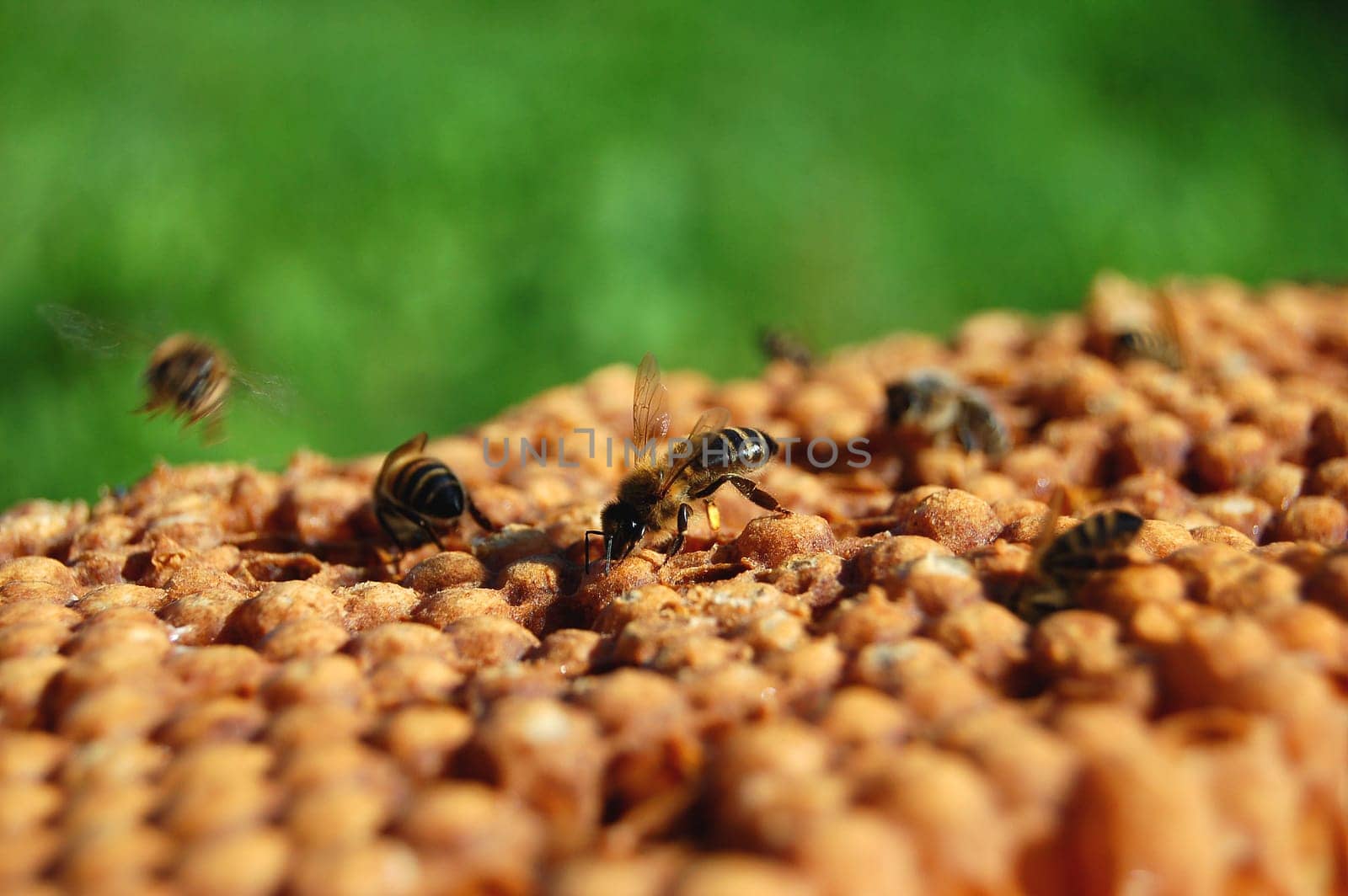 bees on honeycomb