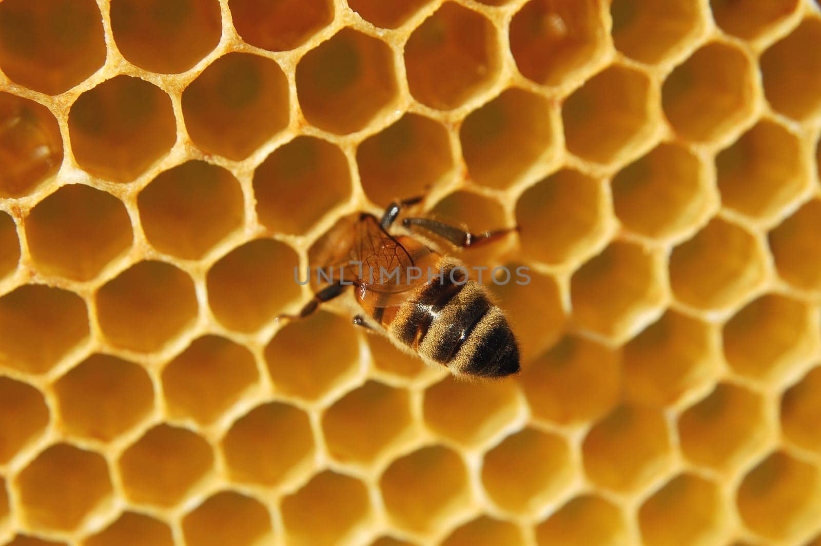 Bee on honeycomb