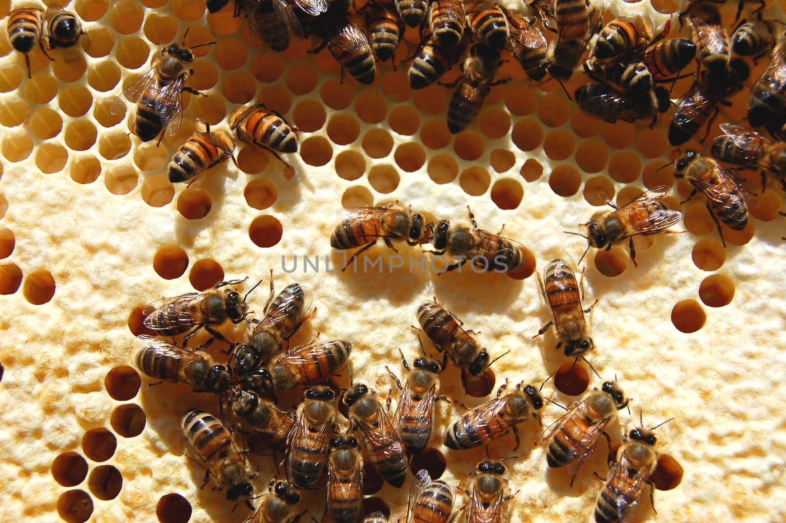 Bees on honeycomb