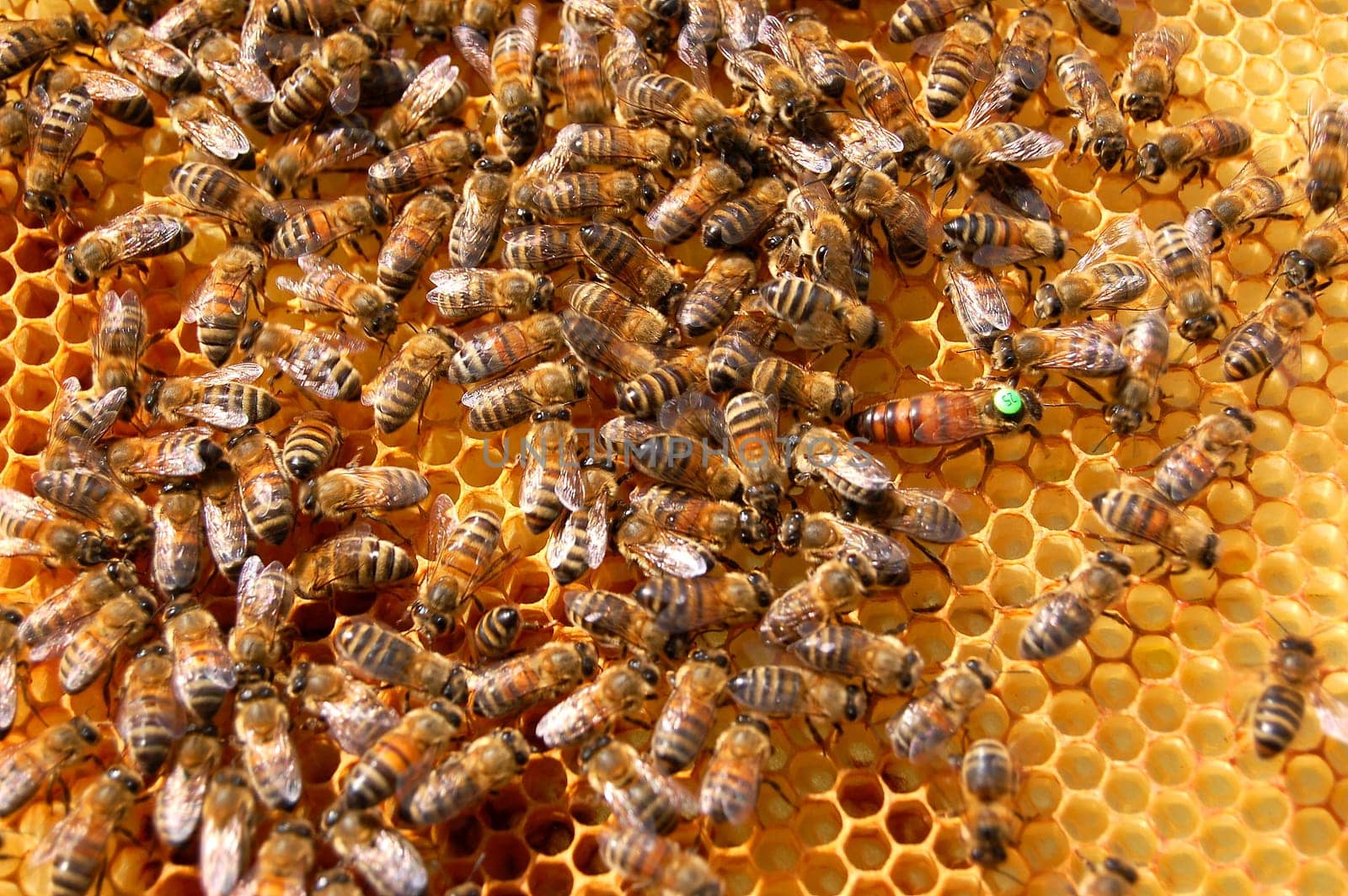Bees on honeycomb