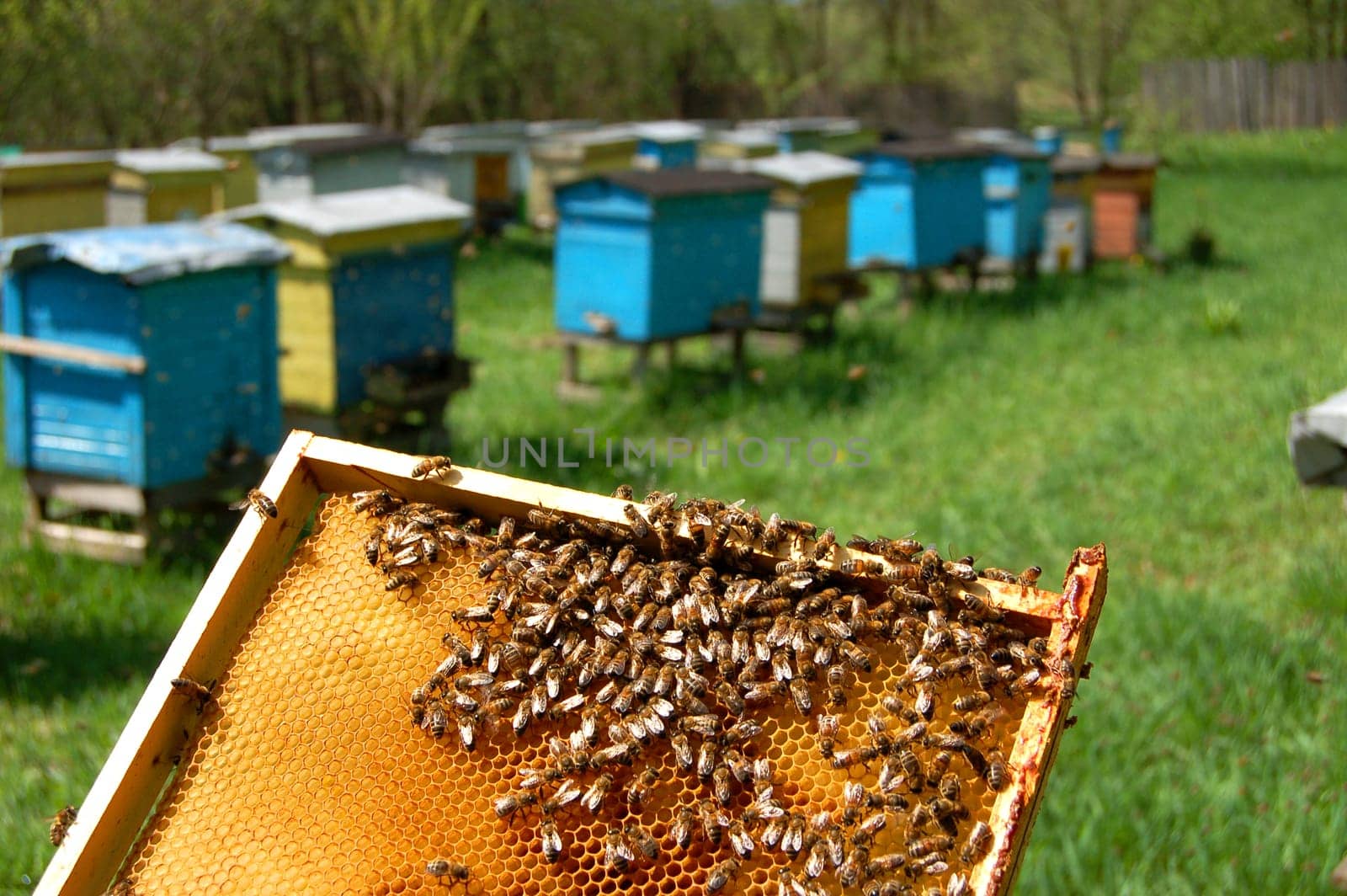 bees on honeycomb