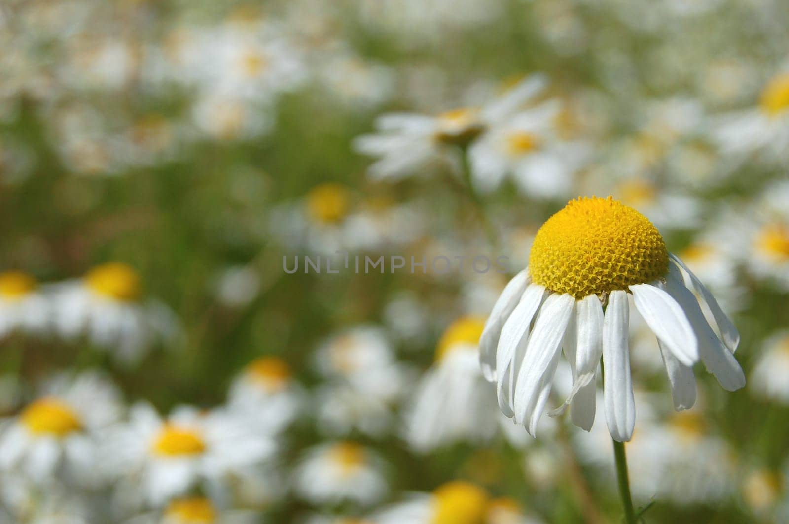 Camomile meadow