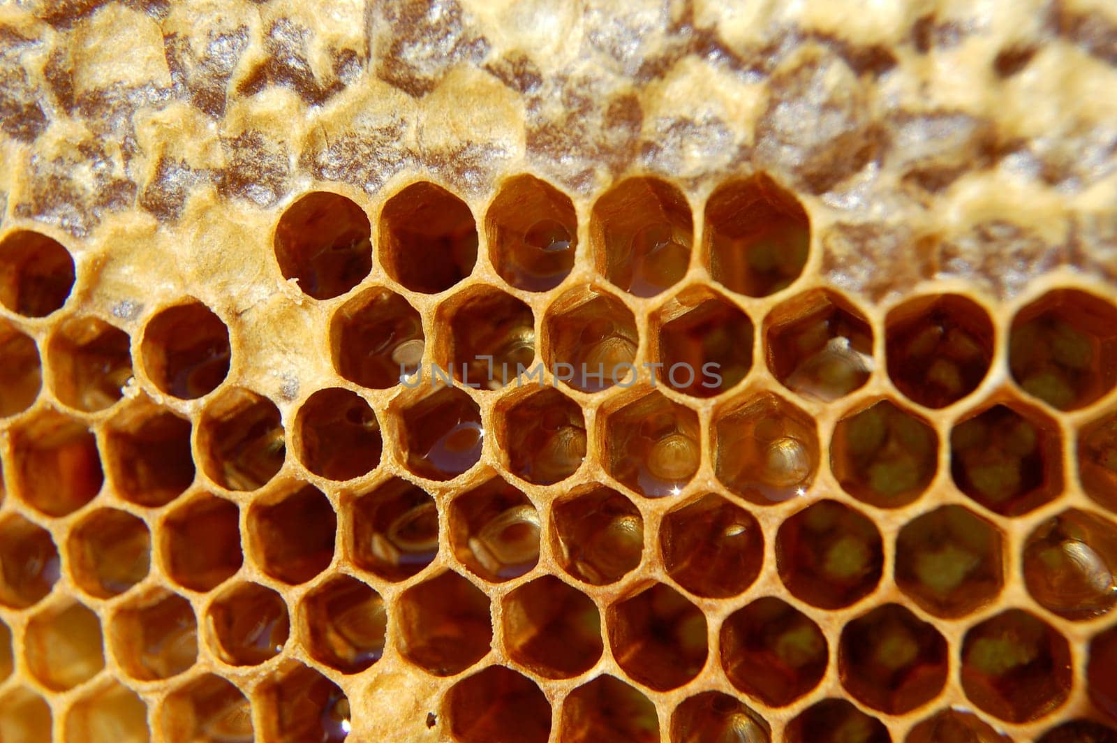 Honeycomb