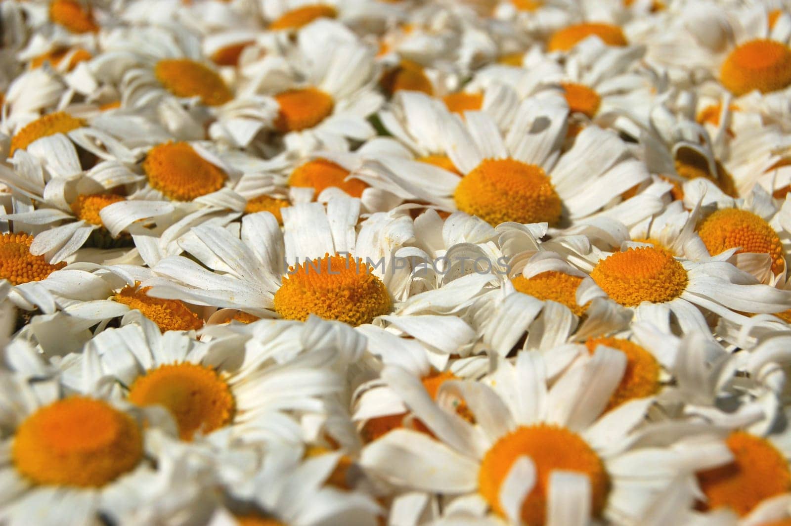 A carpet made of plenty of flowers of camomiles