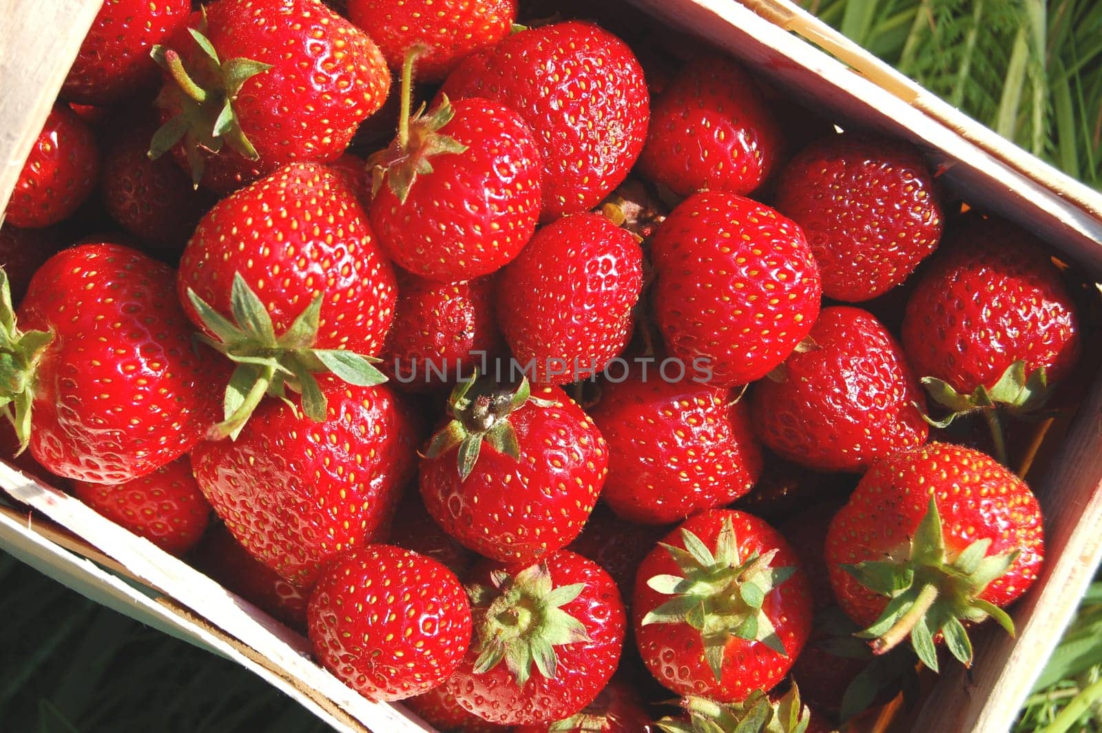 Fresh strawberries in a punnet on the grass