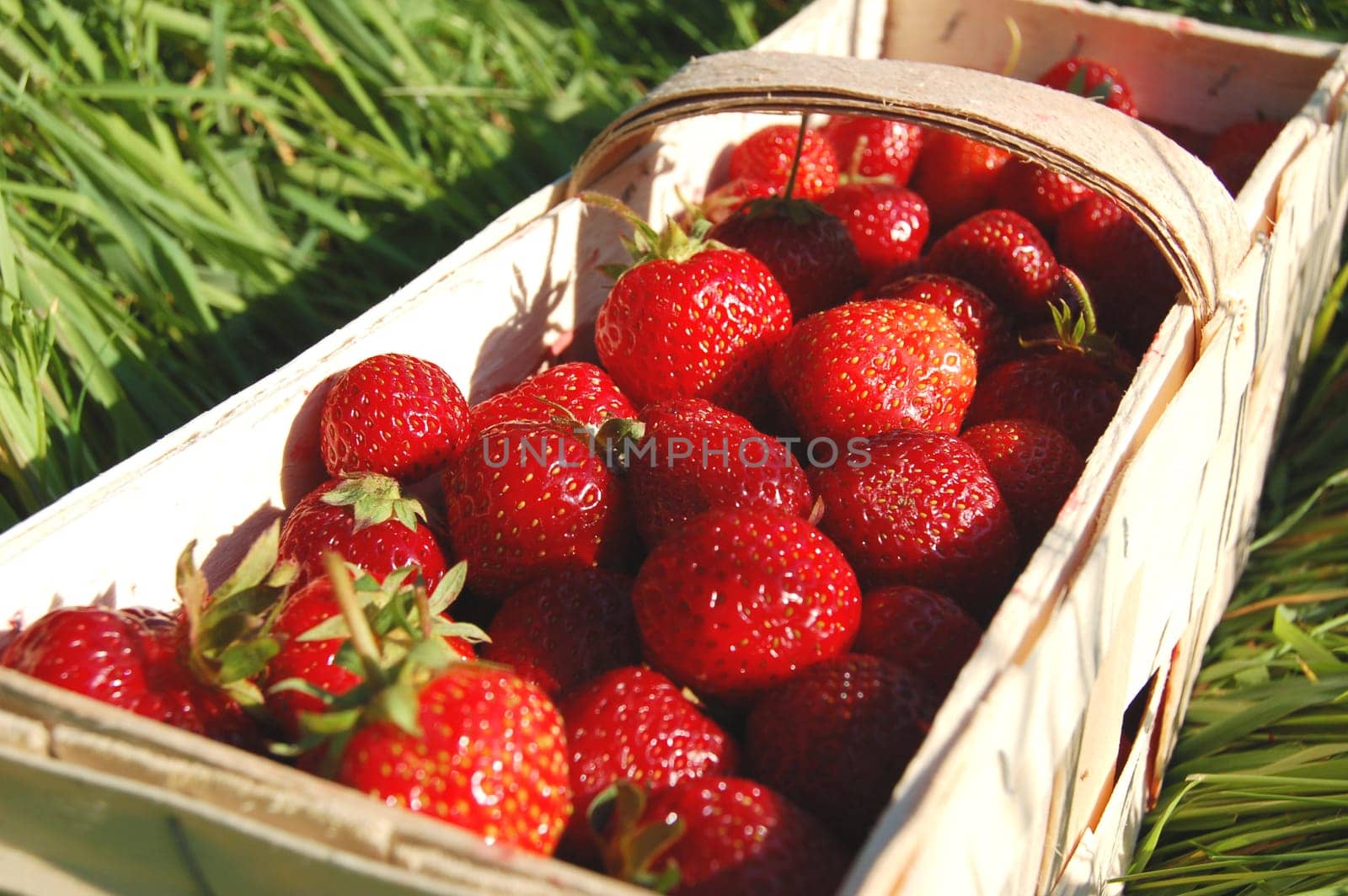 Fresh strawberries in a punnet on the grass