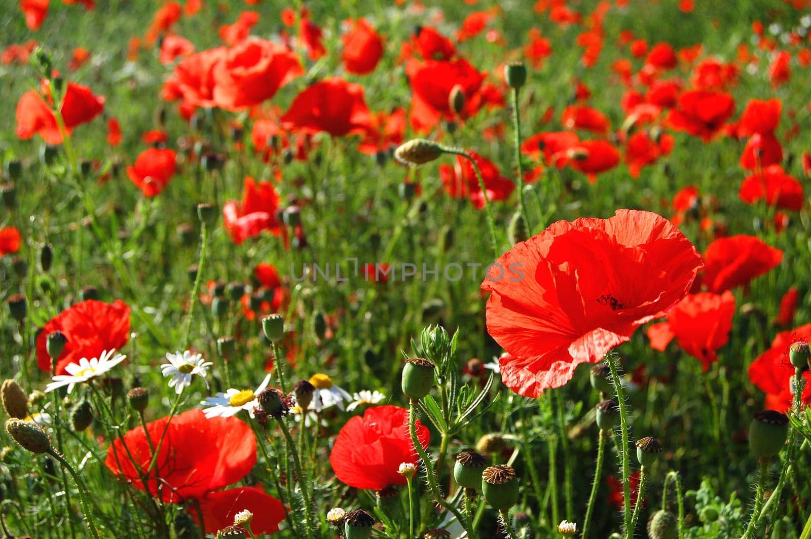 Poppy seed meadow