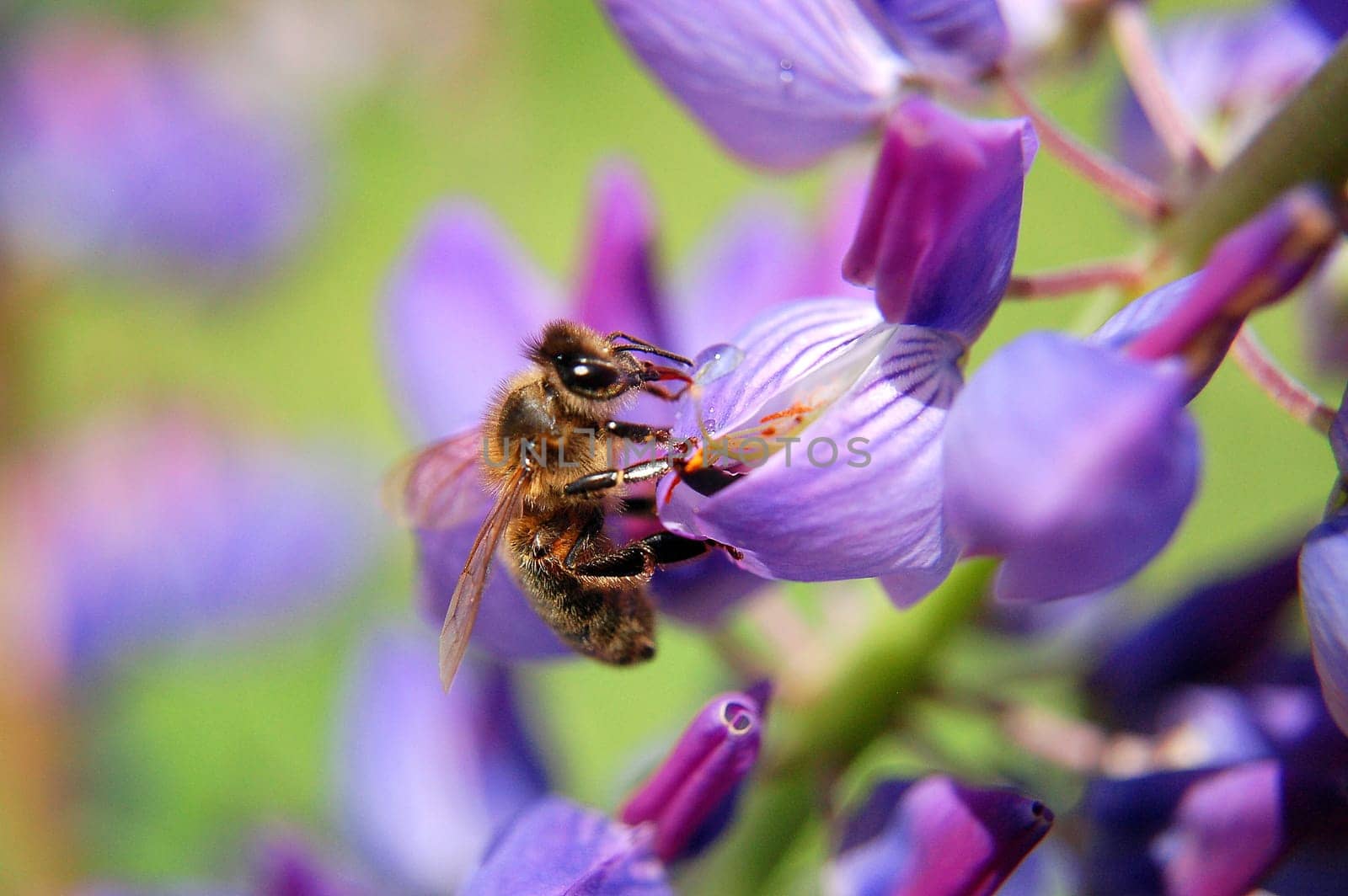 Bee on lupine flower