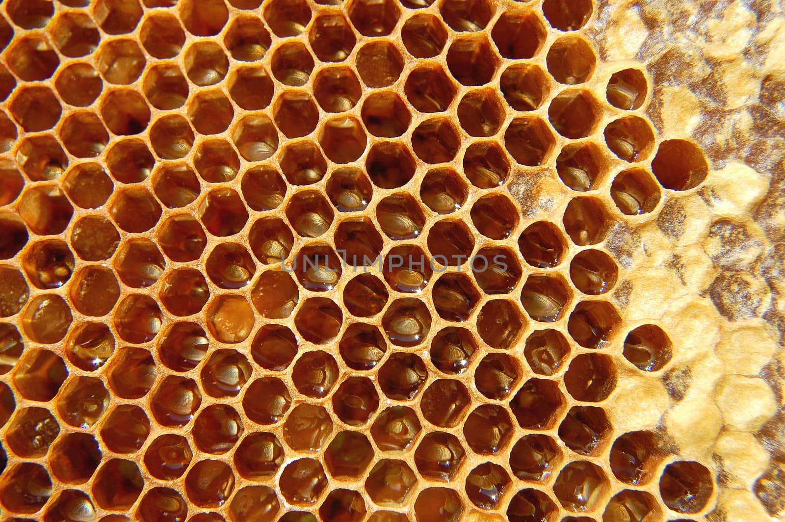 Honeycomb