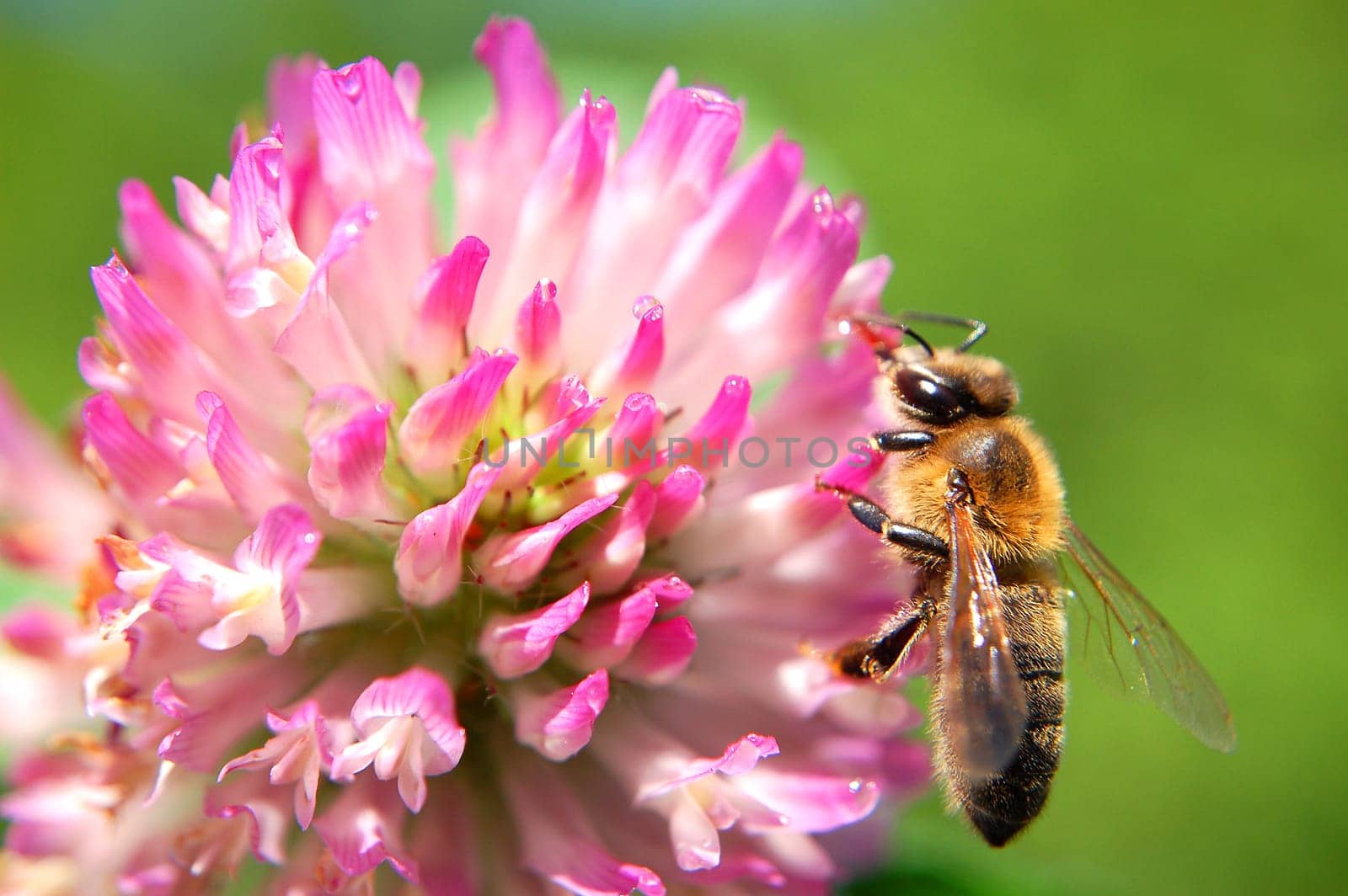 Bee on clover flower