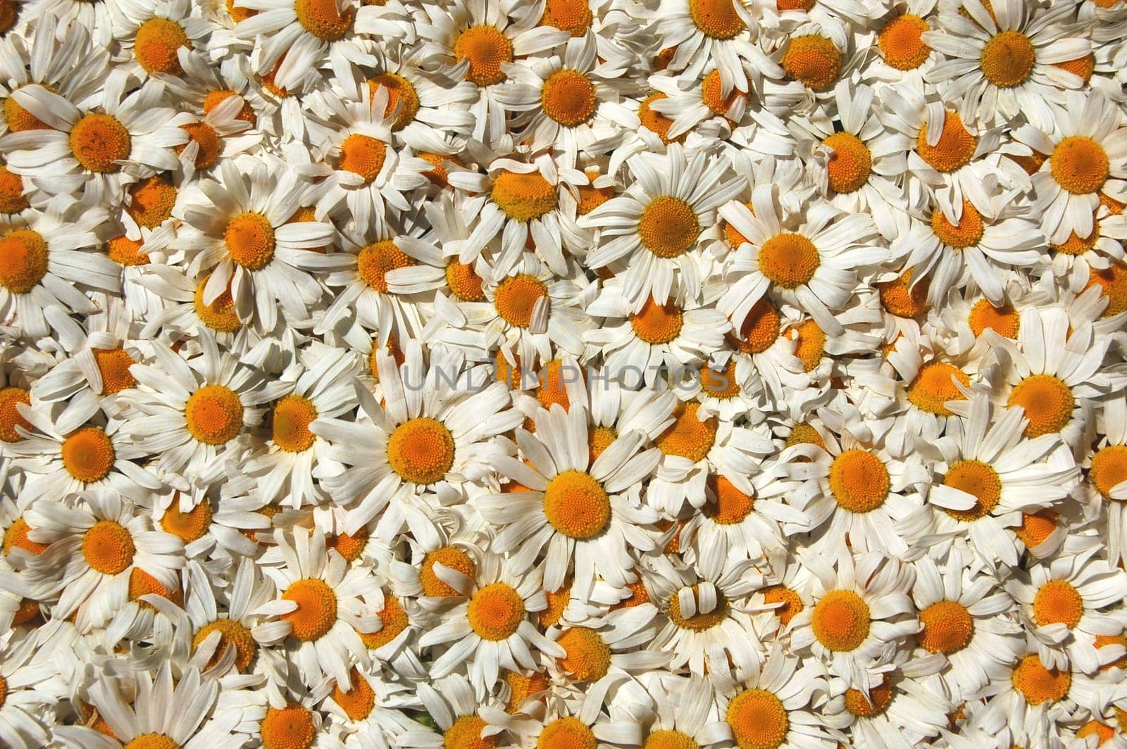 A carpet made of plenty of flowers of camomiles