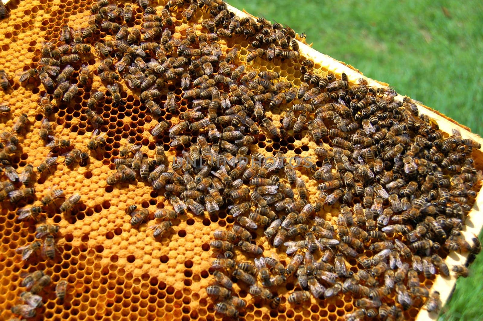 Bees on honeycomb