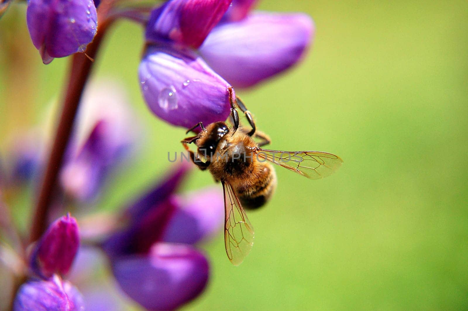 Bee on lupine flower