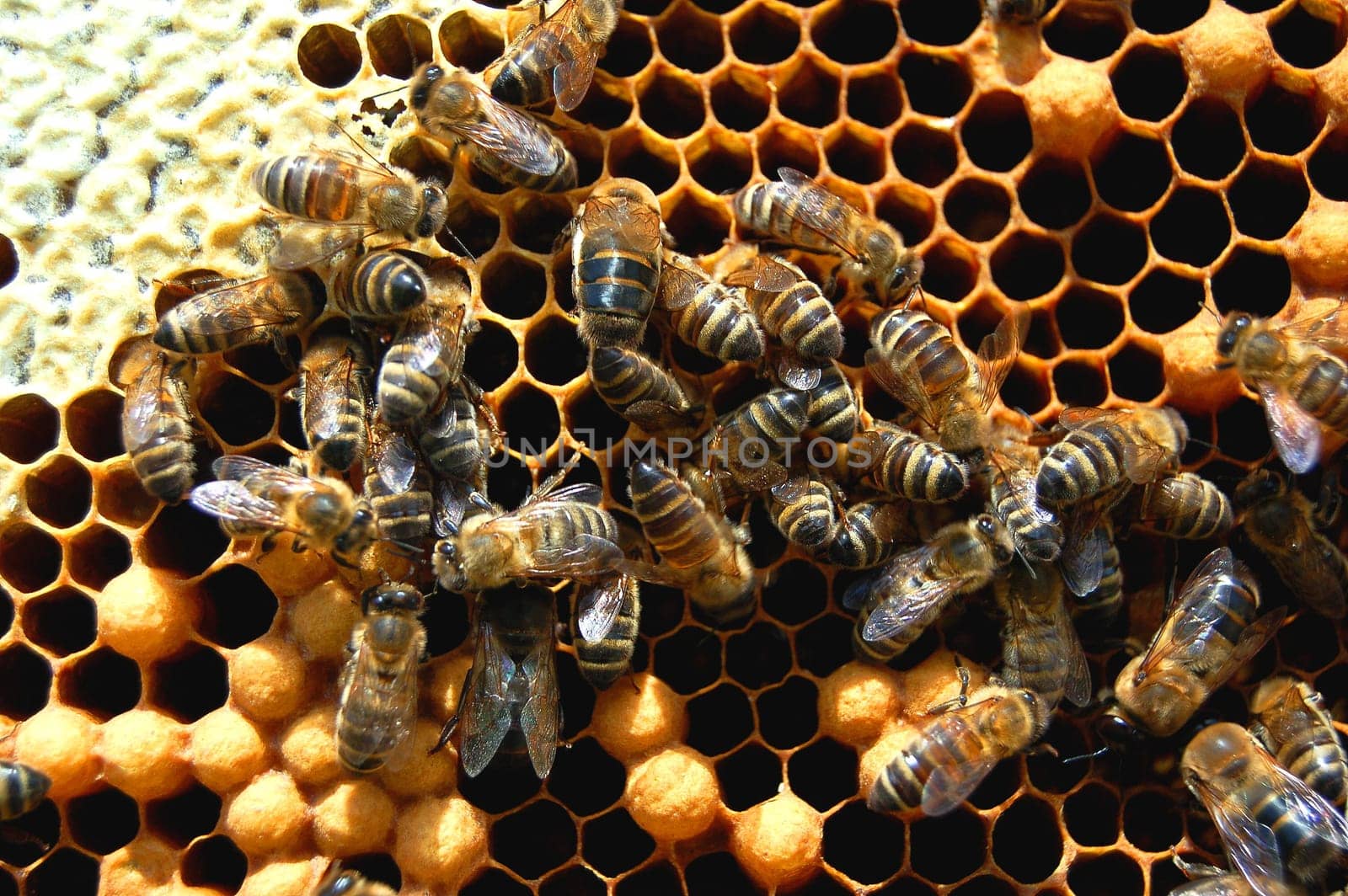 Bees on honeycomb