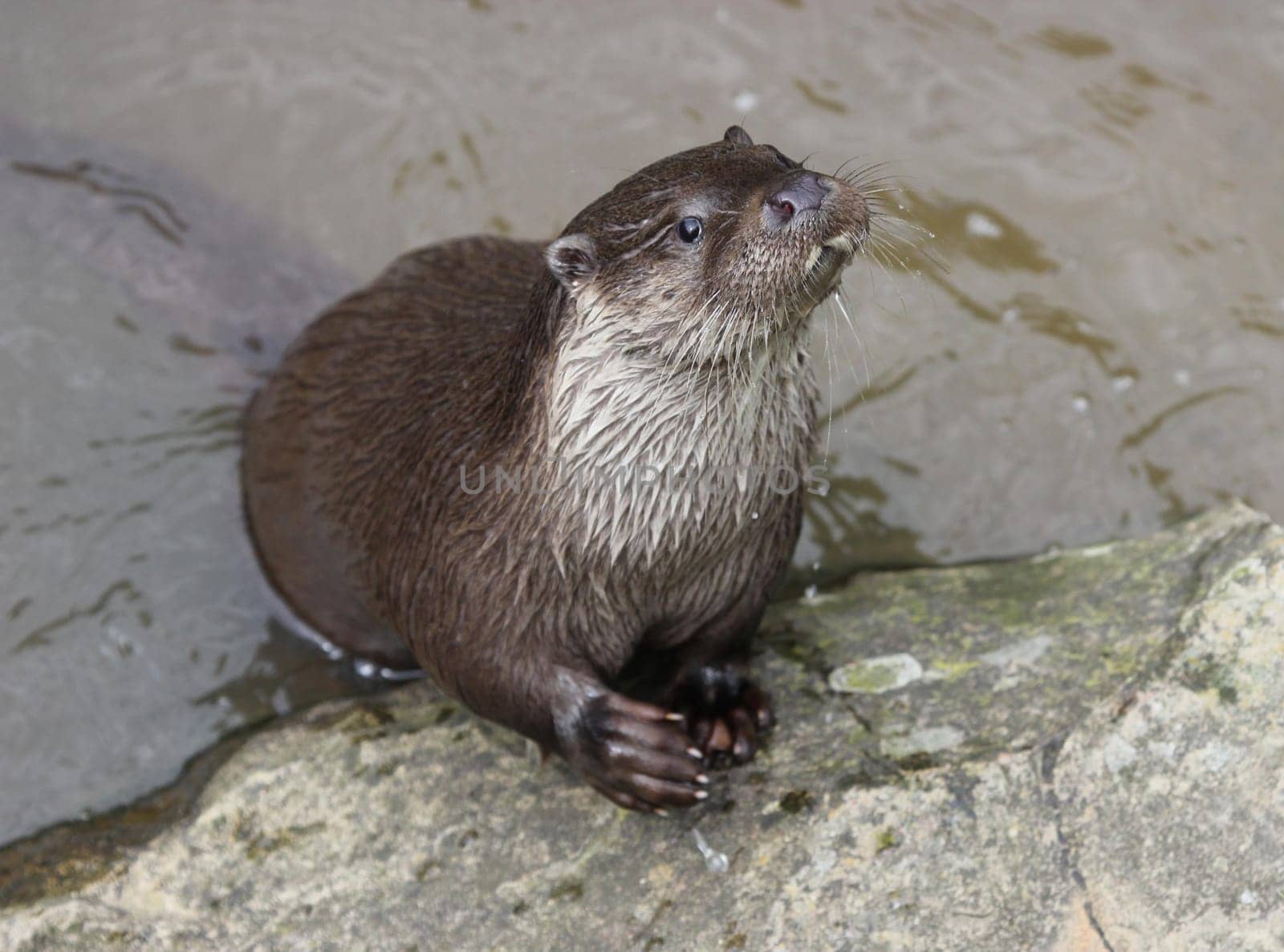 Otters at Sababurg Zoo