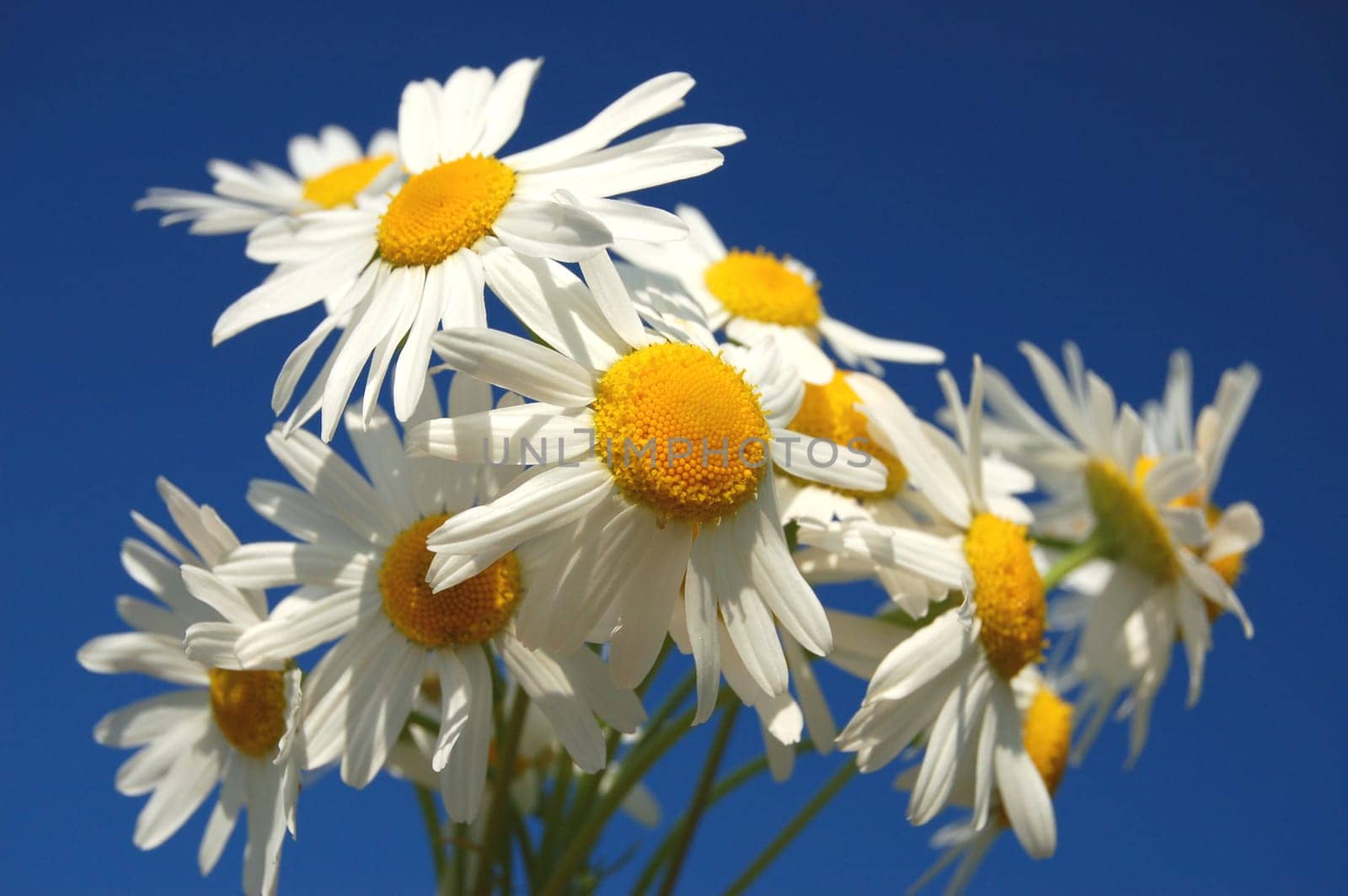 Camomile flowers against blue sky