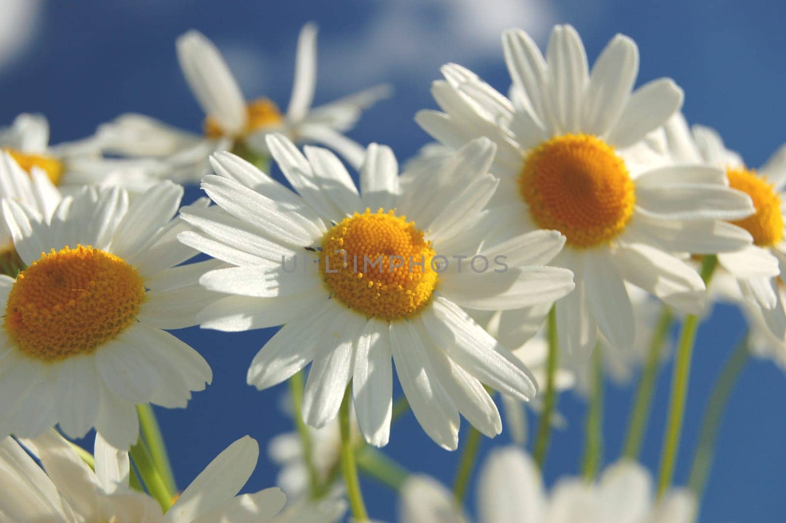 Camomile flowers against blue sky