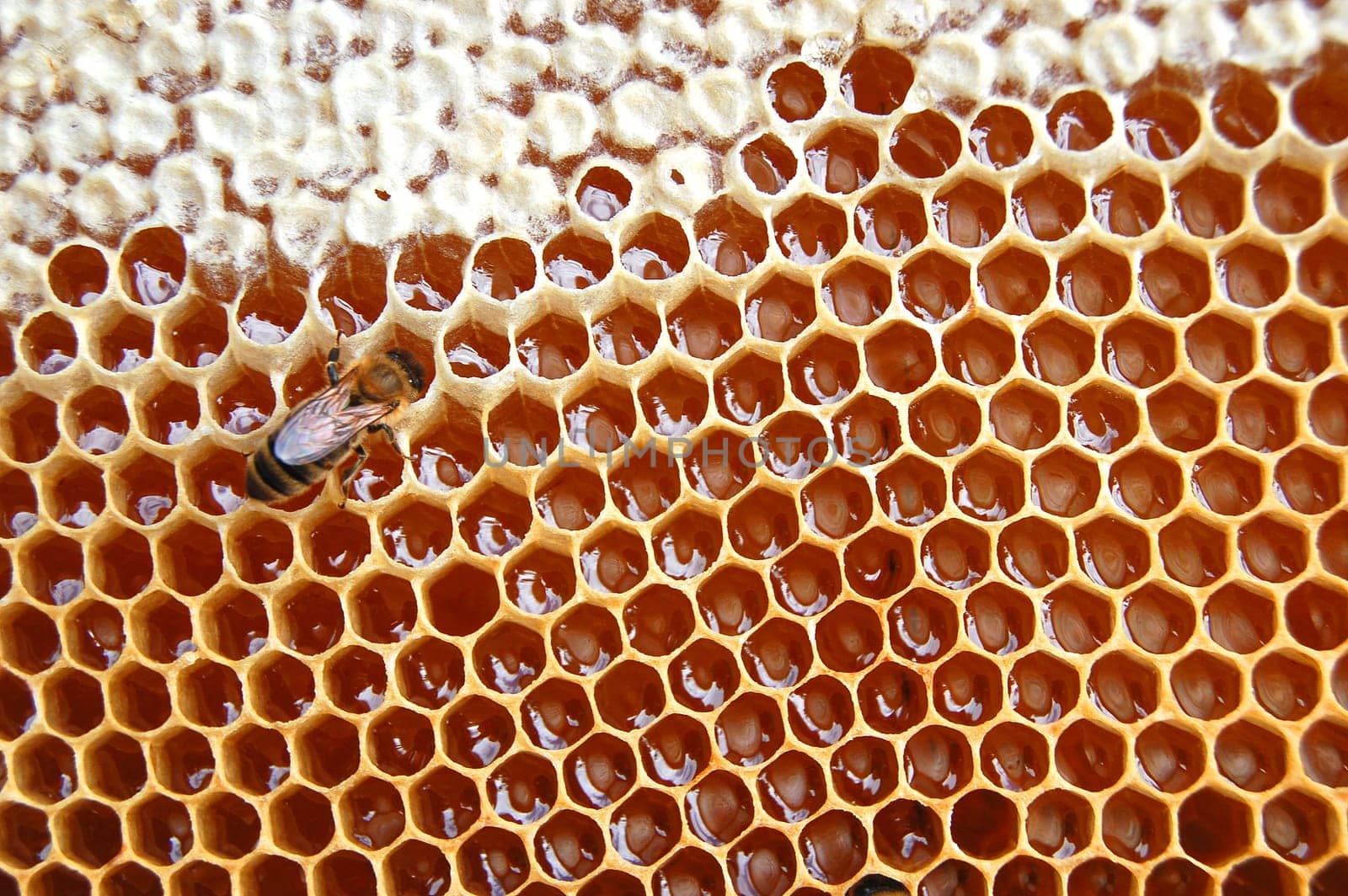 Bees on honeycomb