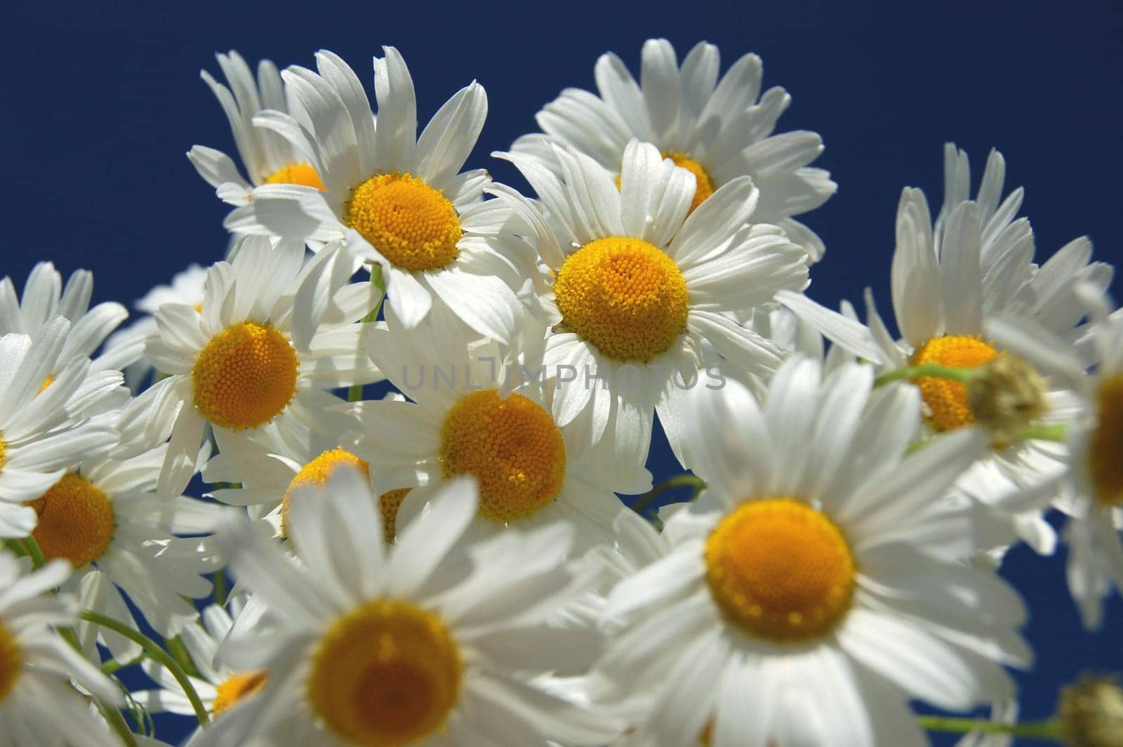 Camomile flowers against blue sky