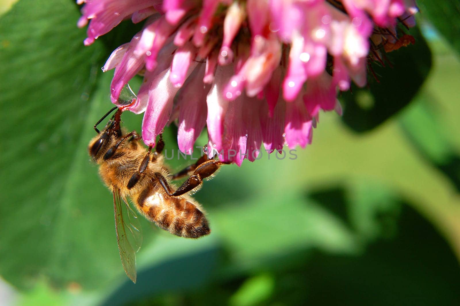 Bee on clover flower