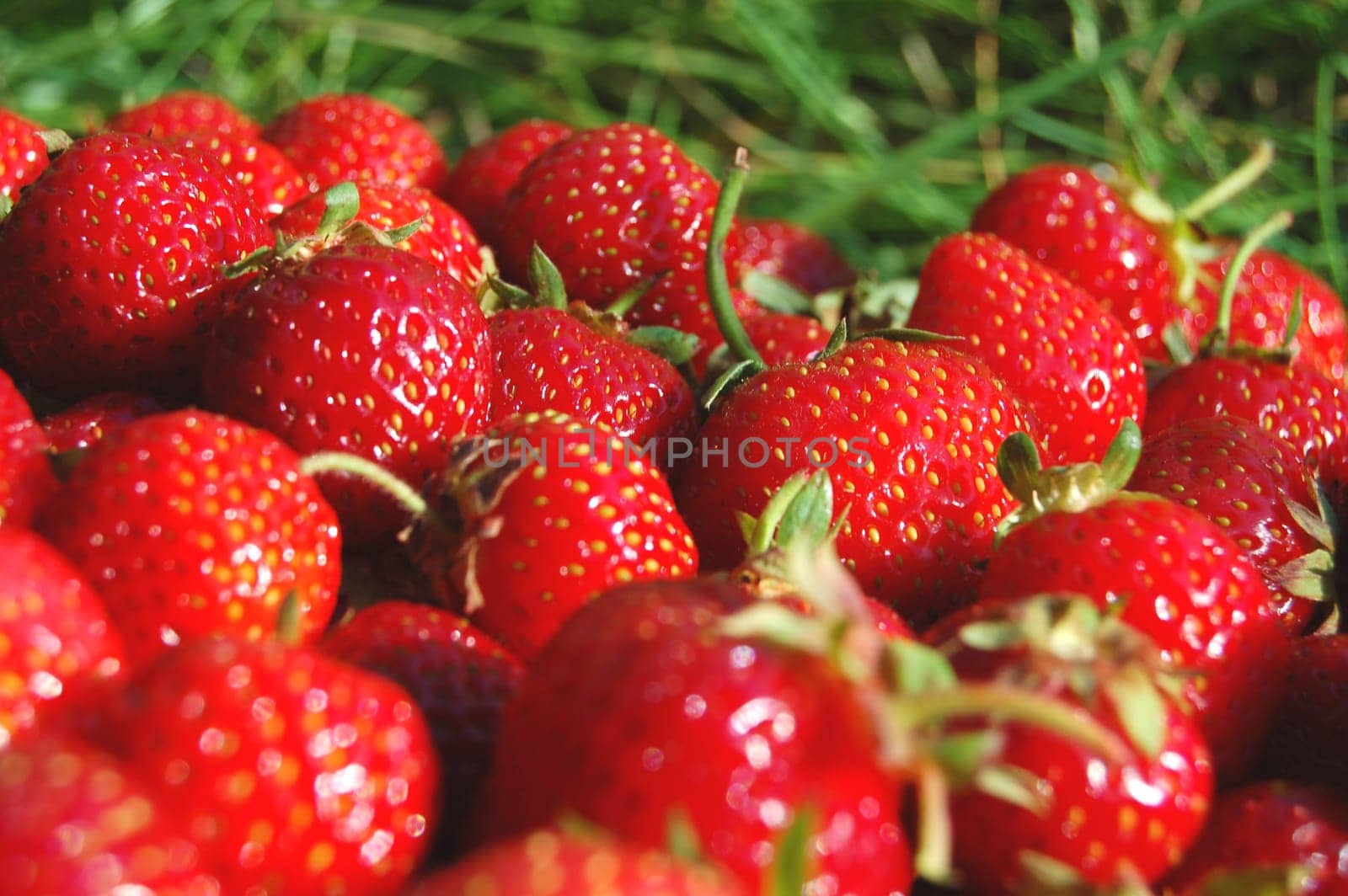 Fresh strawberries