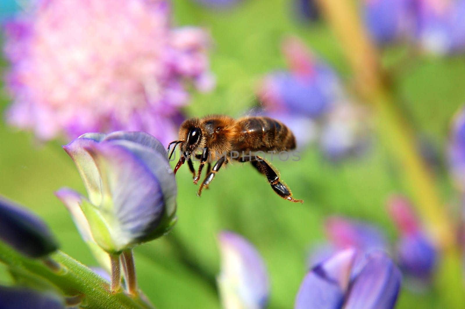 Bee on lupine flower