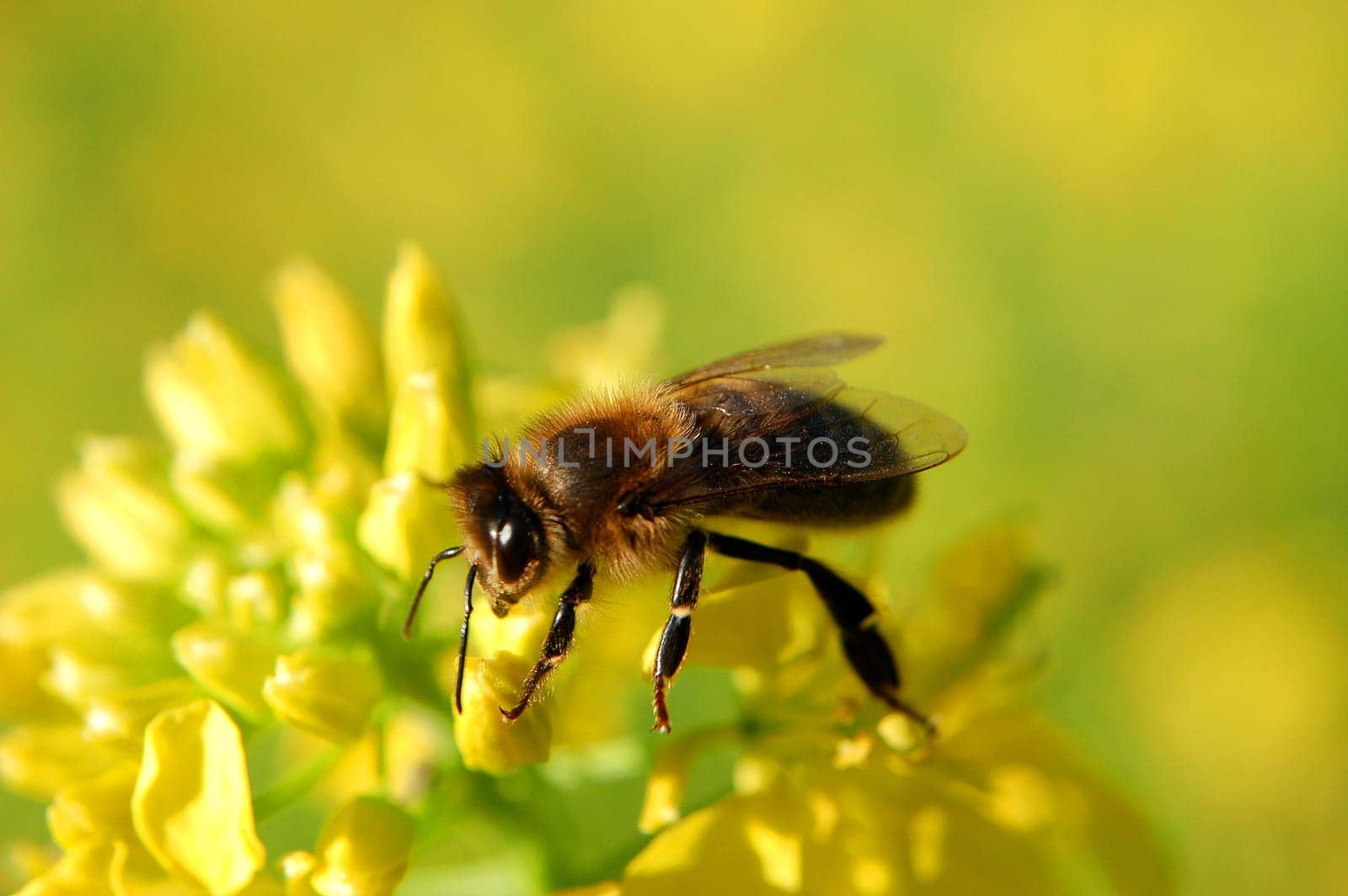 Bee on mustard flower