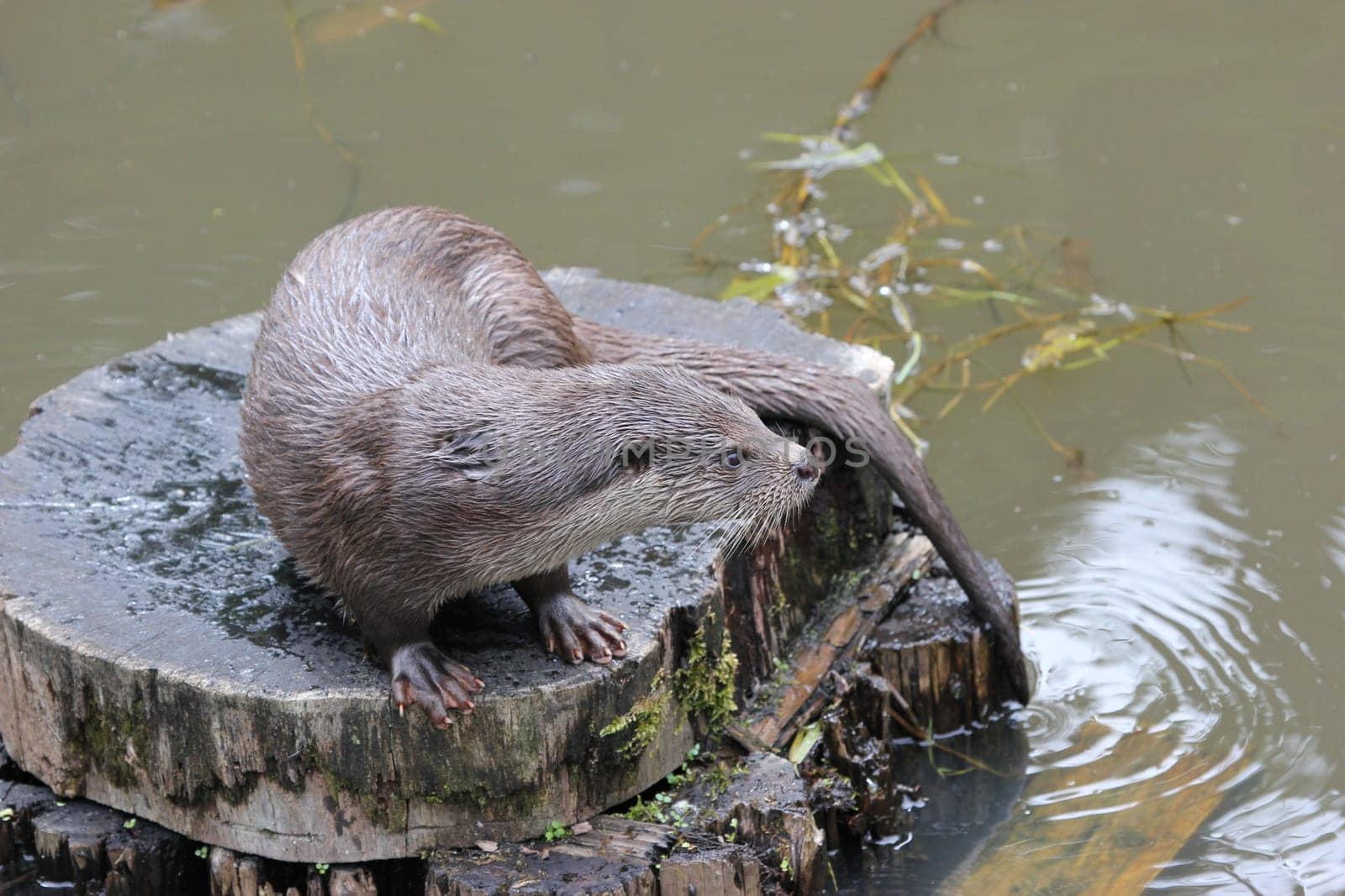 Otter on tree stump by the water