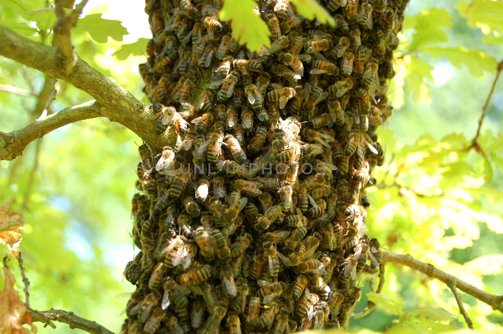 A swarm of bees on an oak tree