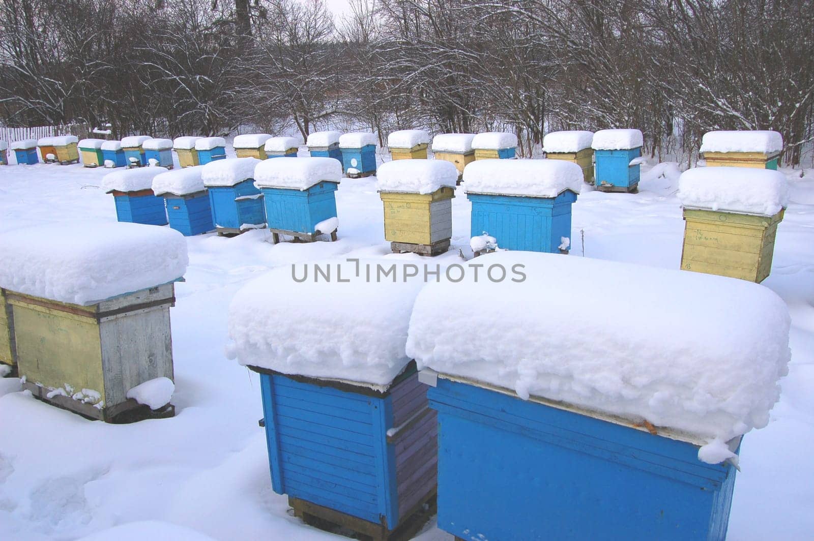 apiary in winterime