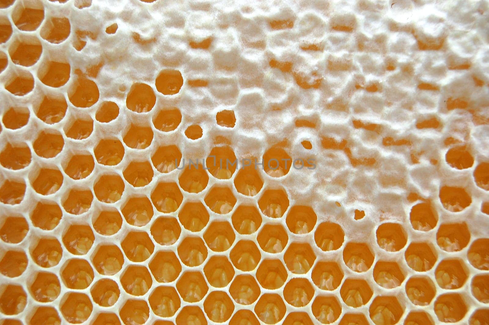 Honeycomb