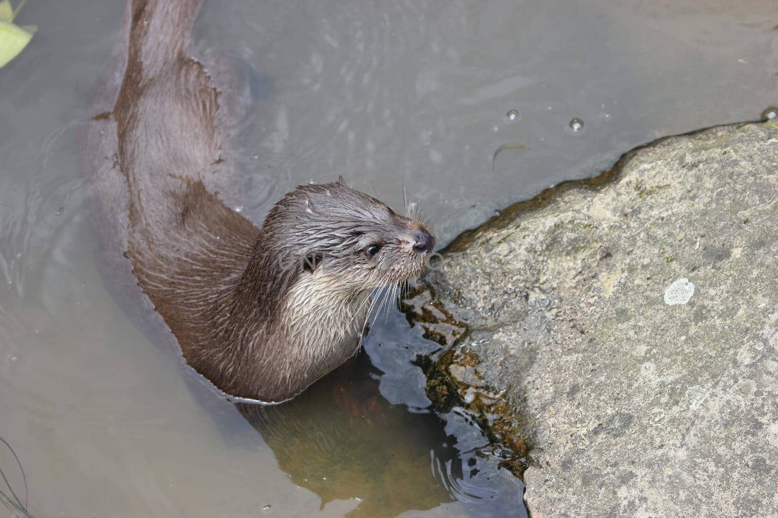 Otters at Sababurg Zoo