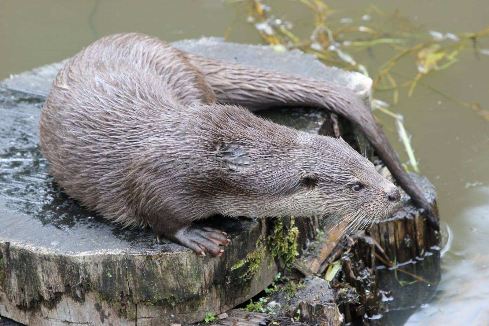 Otter on tree stump by the water