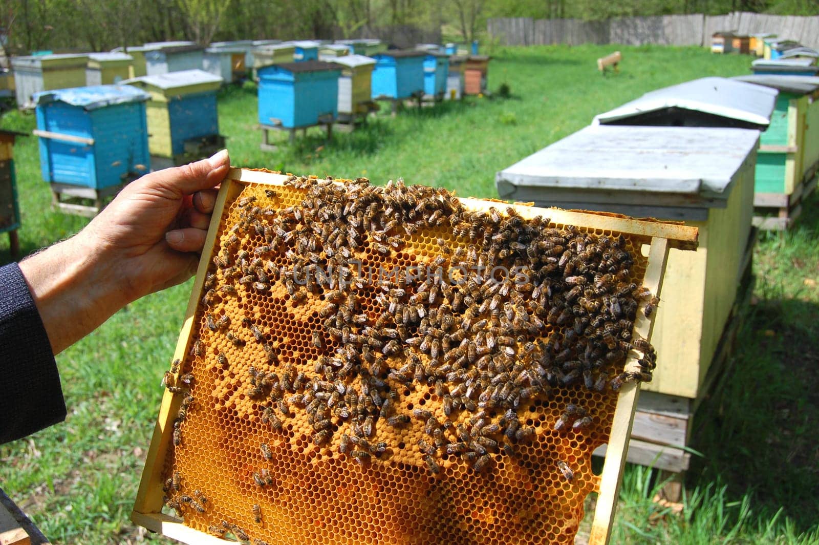 bees on honeycomb