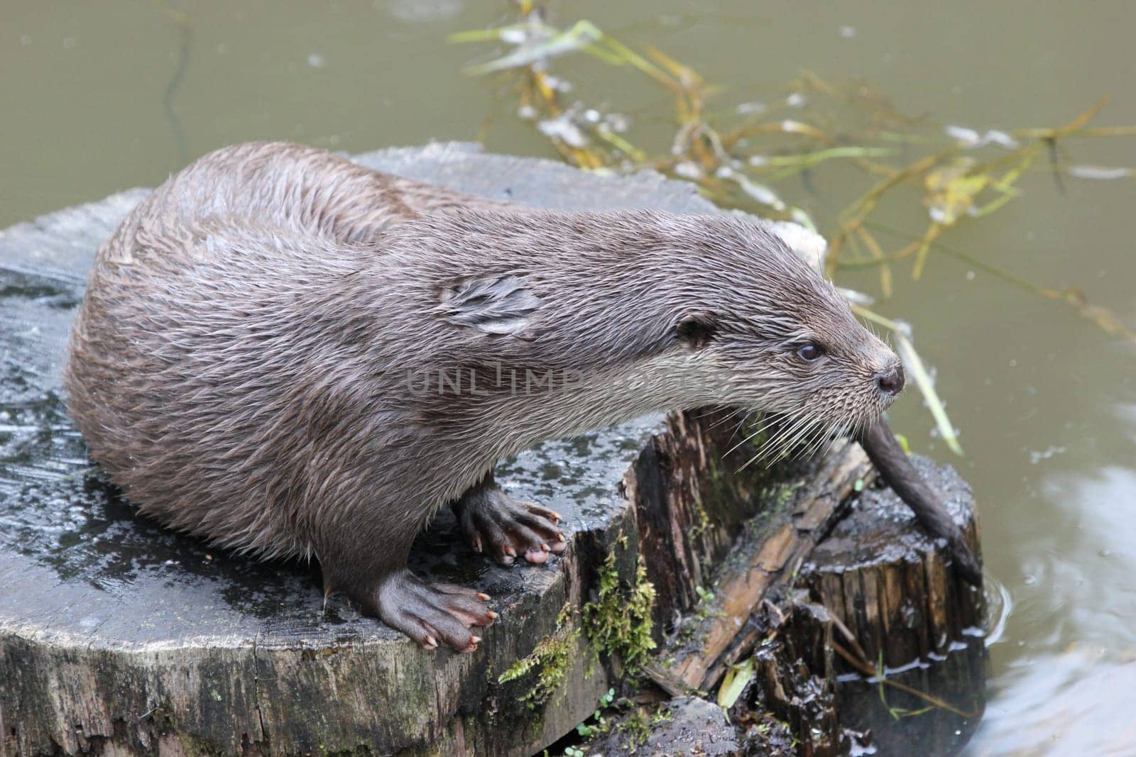 Otter on tree stump by the water