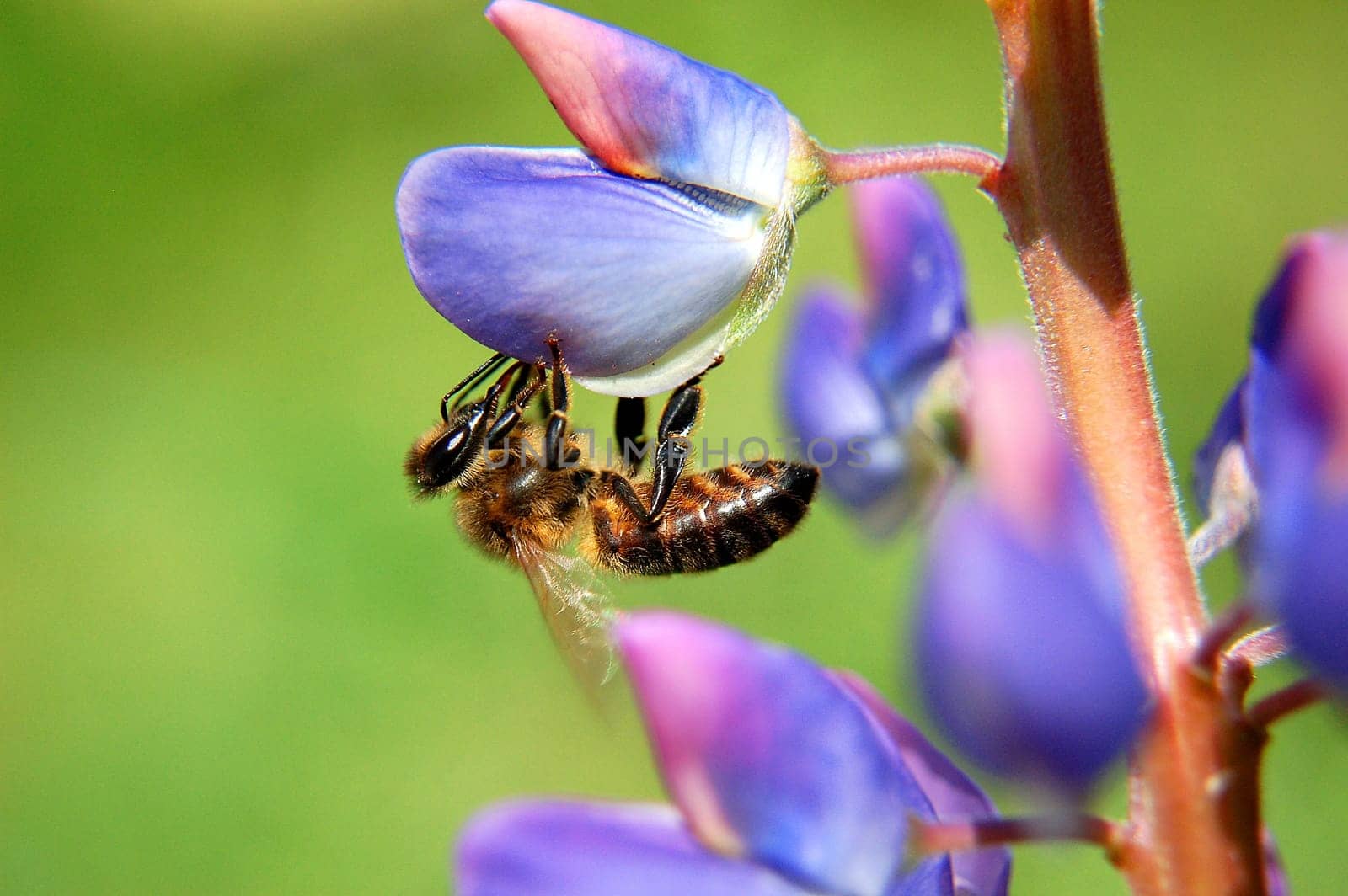 Bee on lupine flower