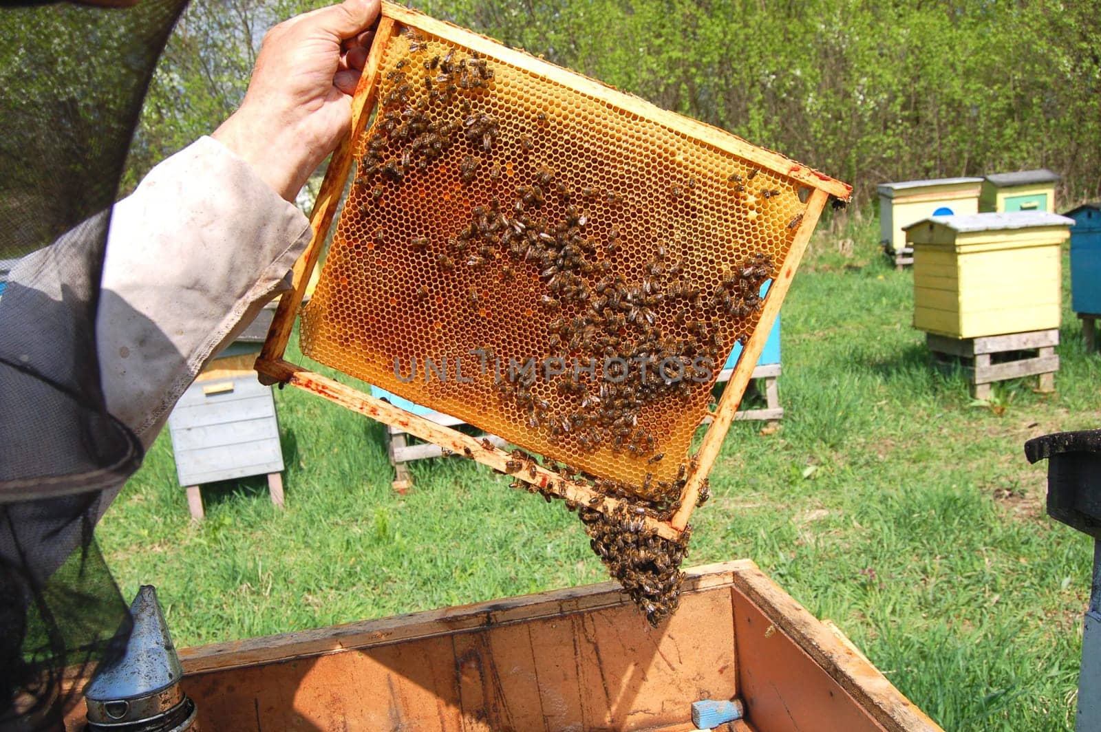 bees on honeycomb